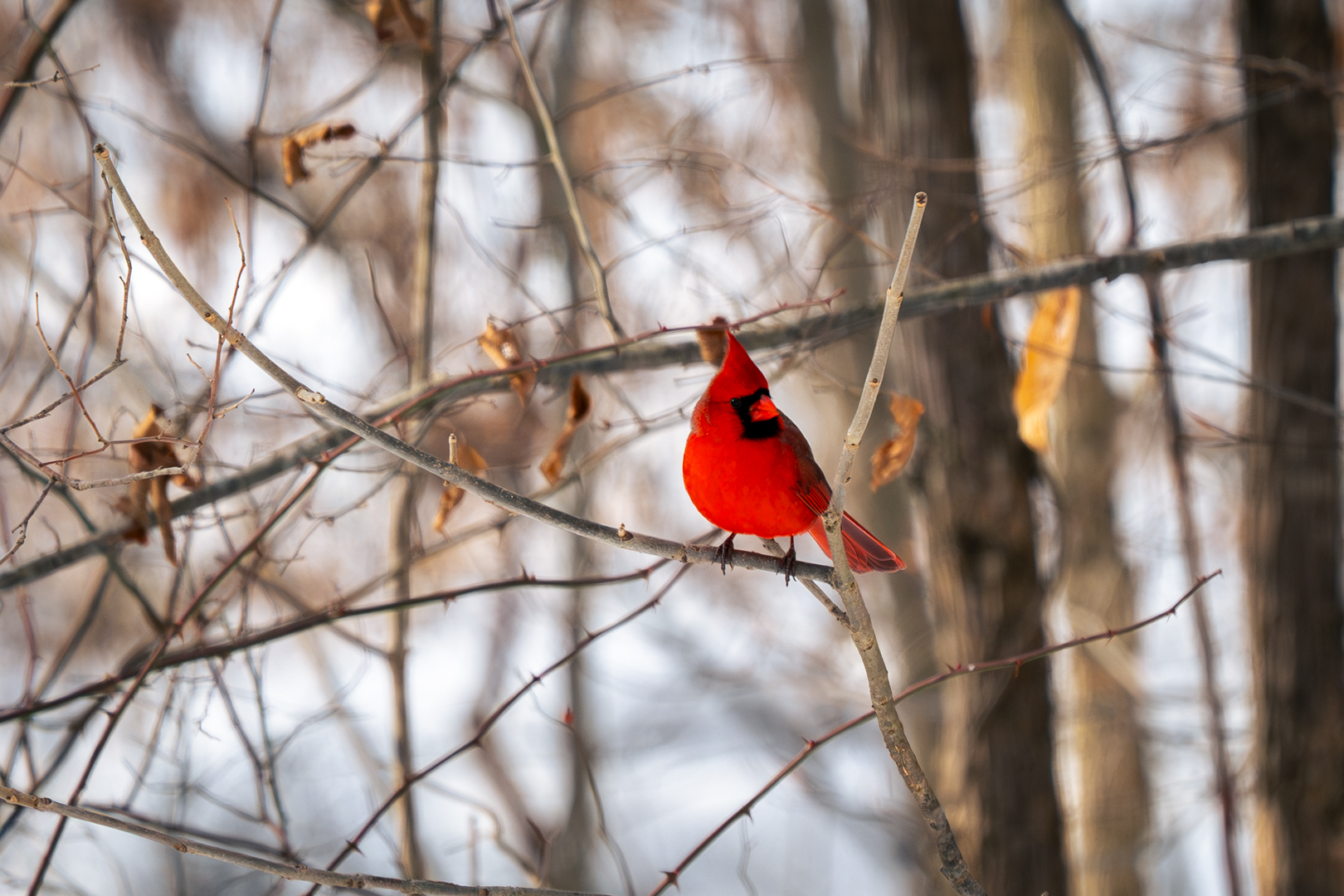 Northern Cardinal