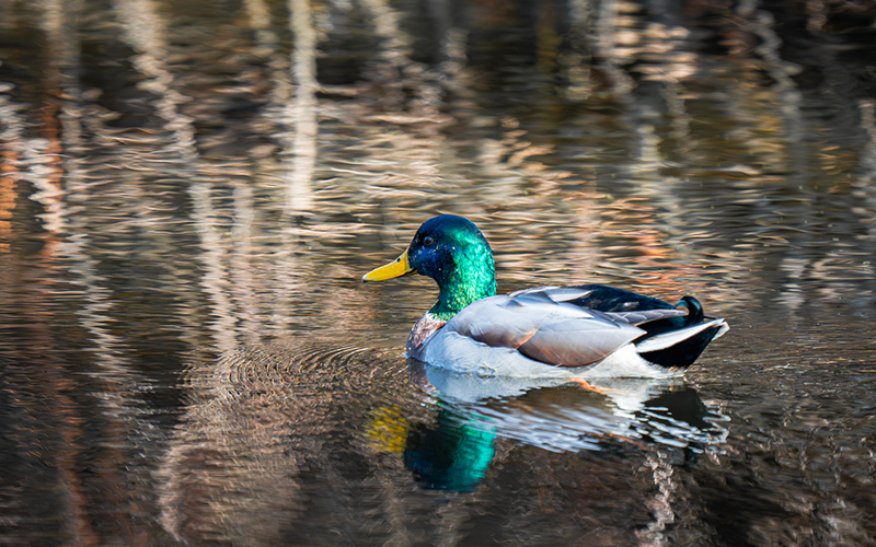 November Birds