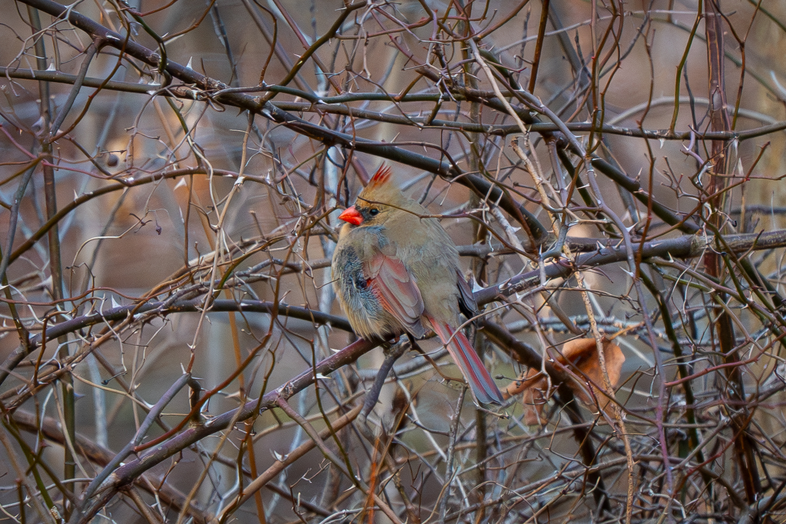 Northern Cardinal