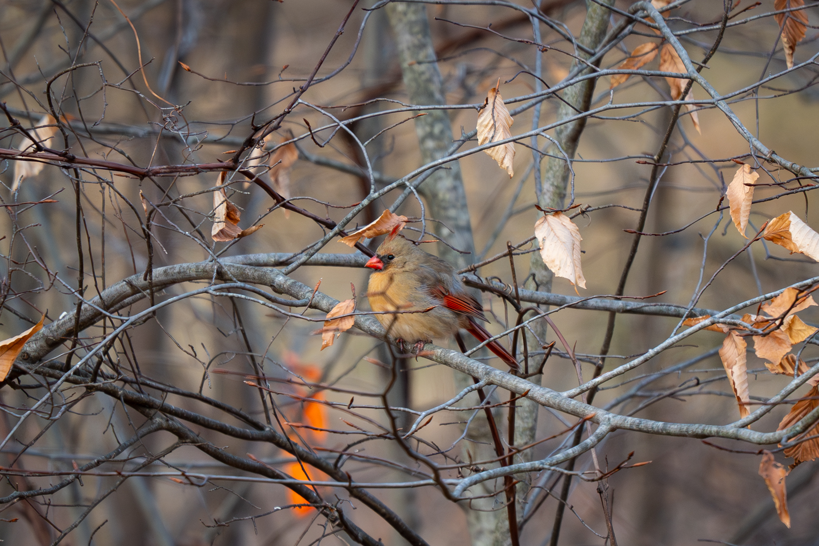 Northern Cardinal