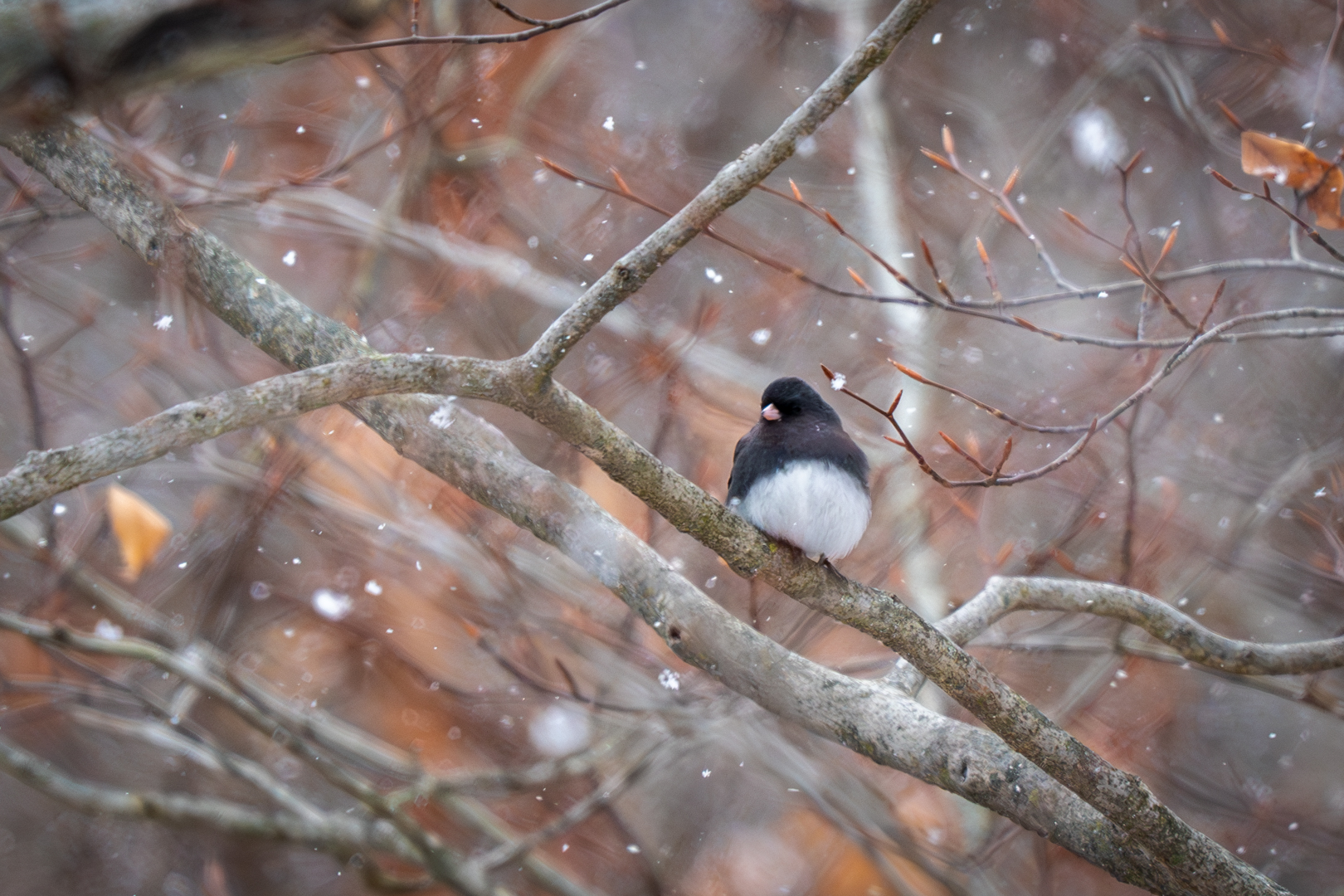 Dark Eyed Junco