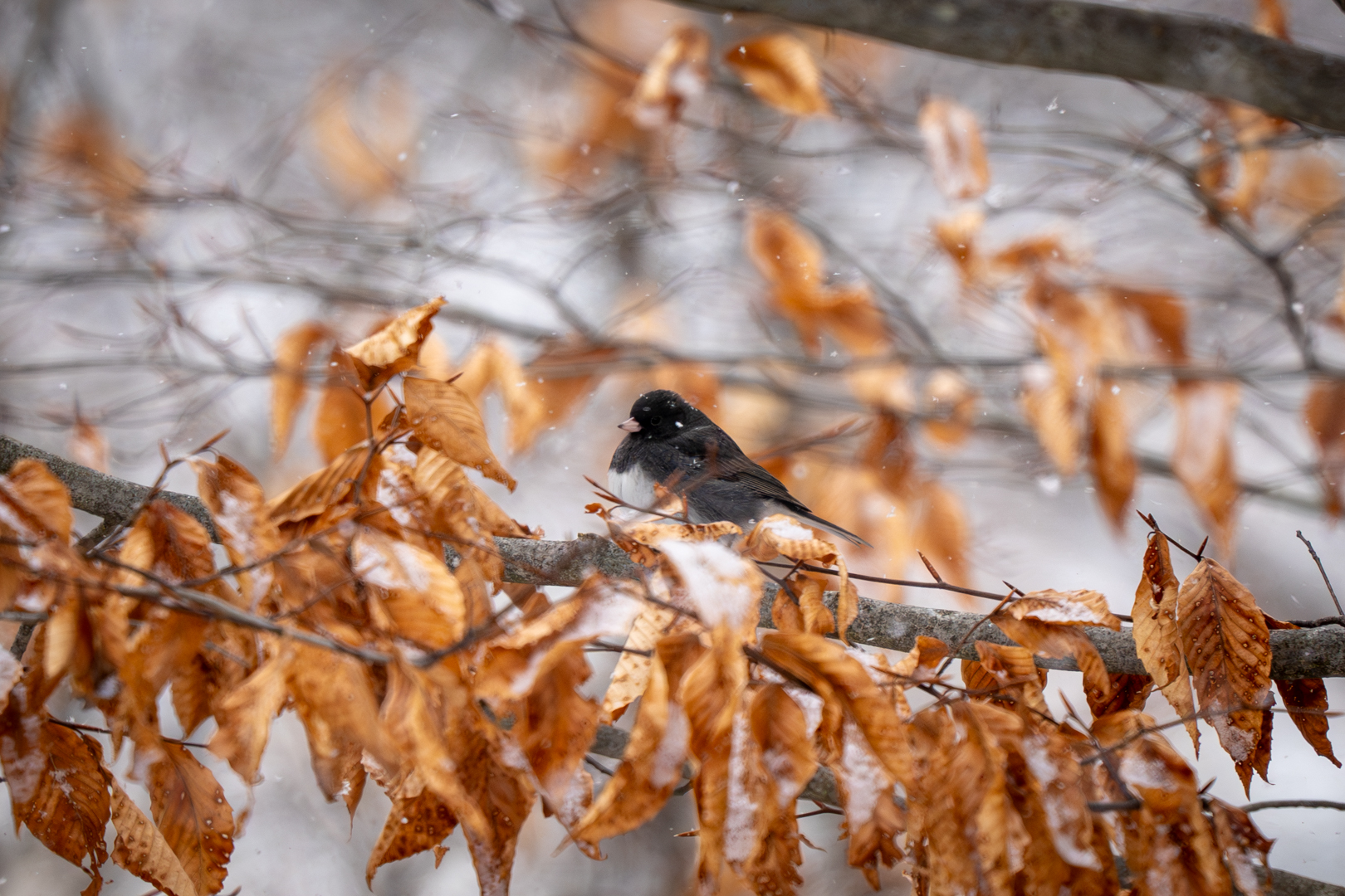 Dark Eyed Junco