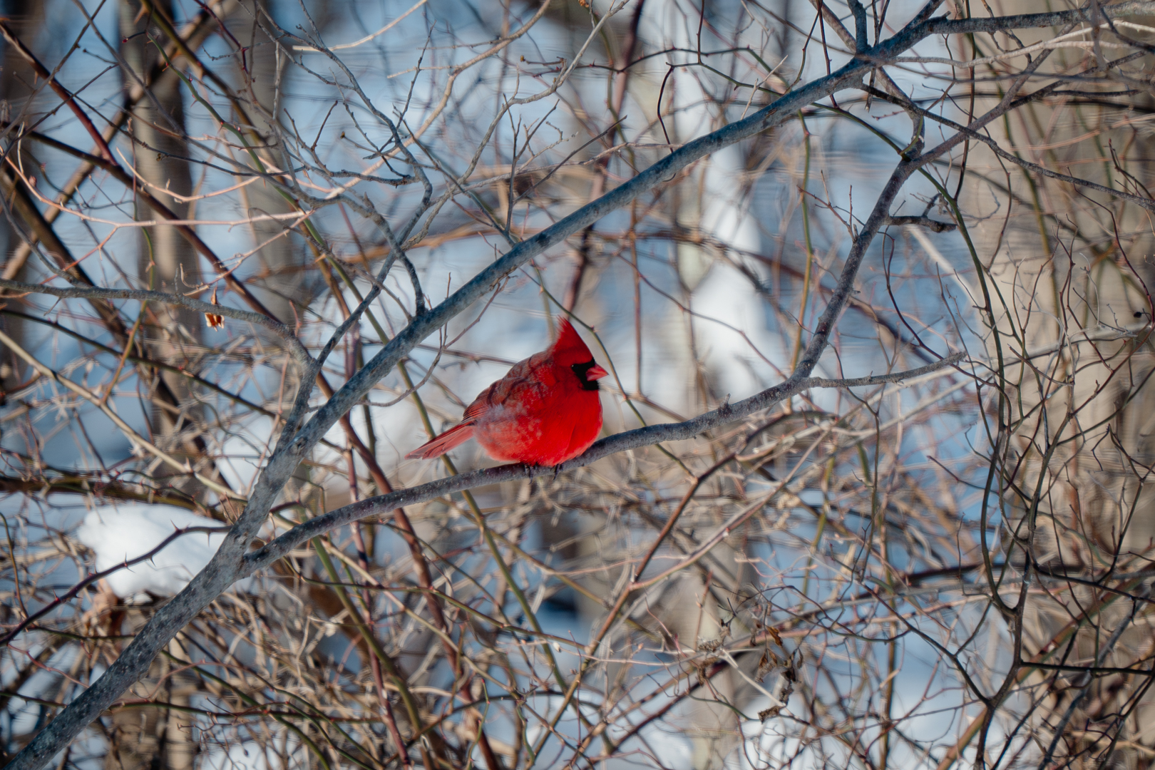 Northern Cardinal