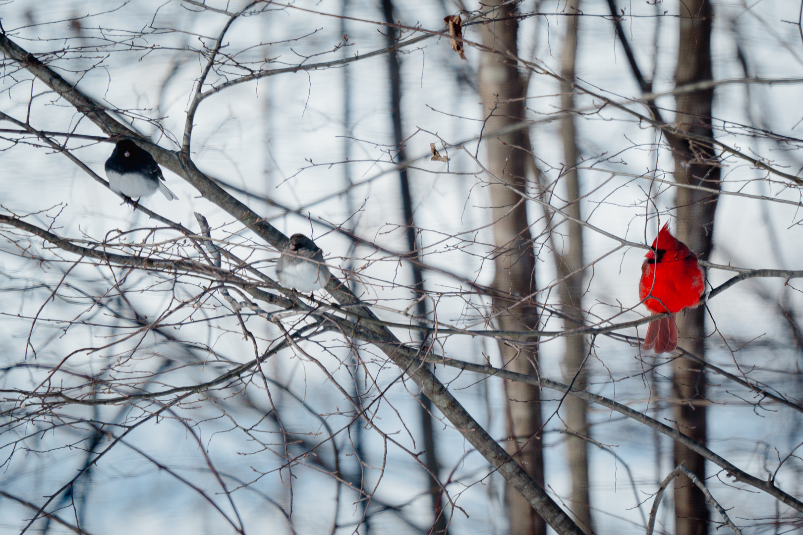 Cardinal and some Juncos