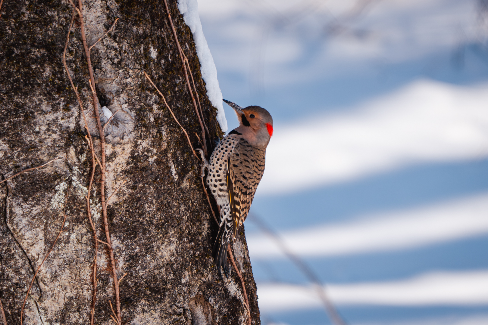 Northern Flicker