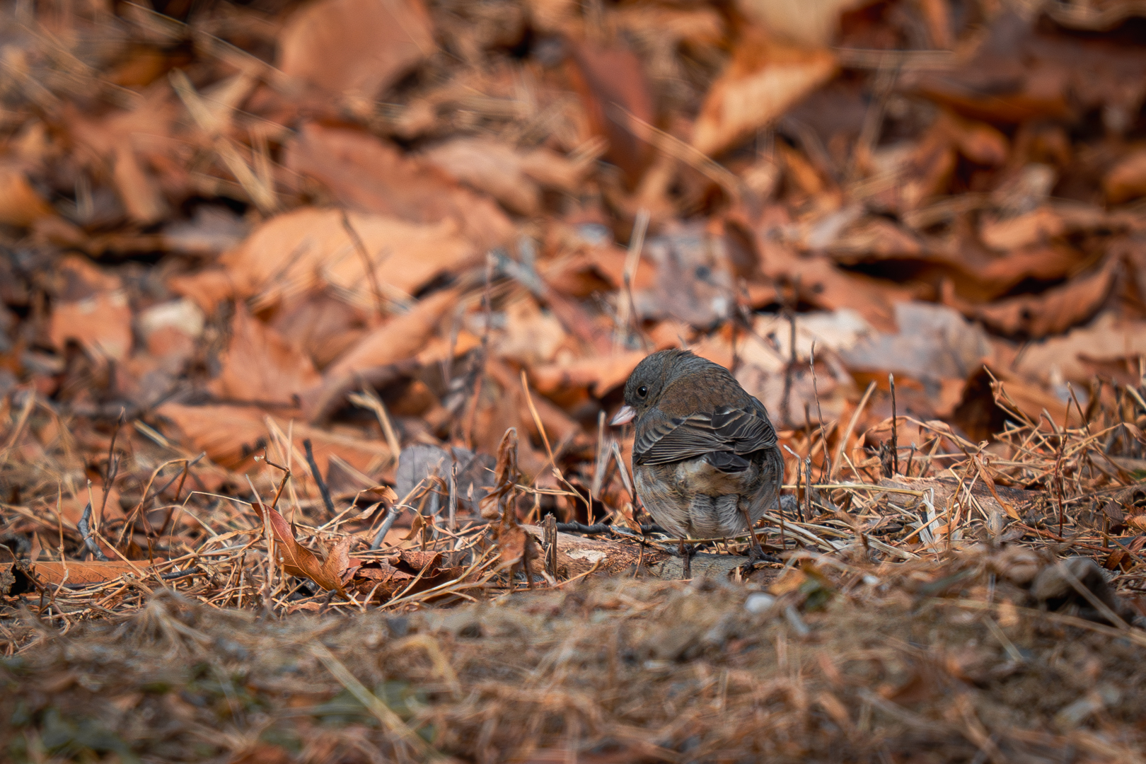 Dark-eyed Junco