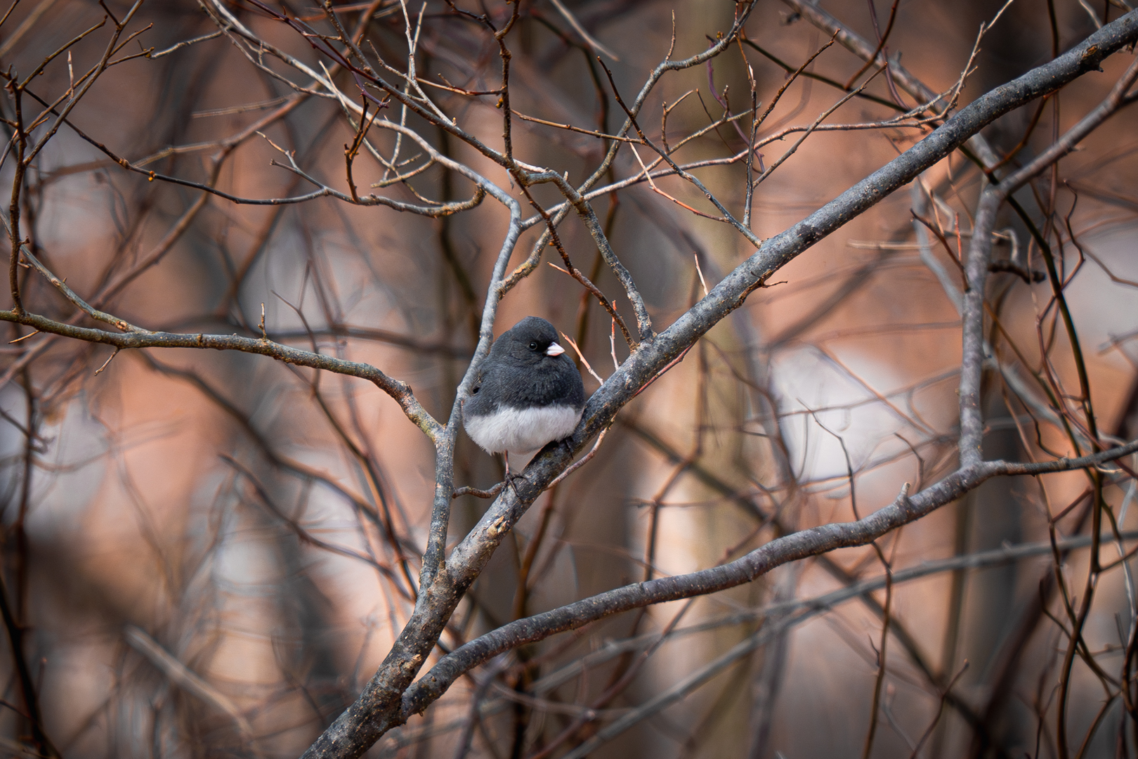 Dark-eyed Junco