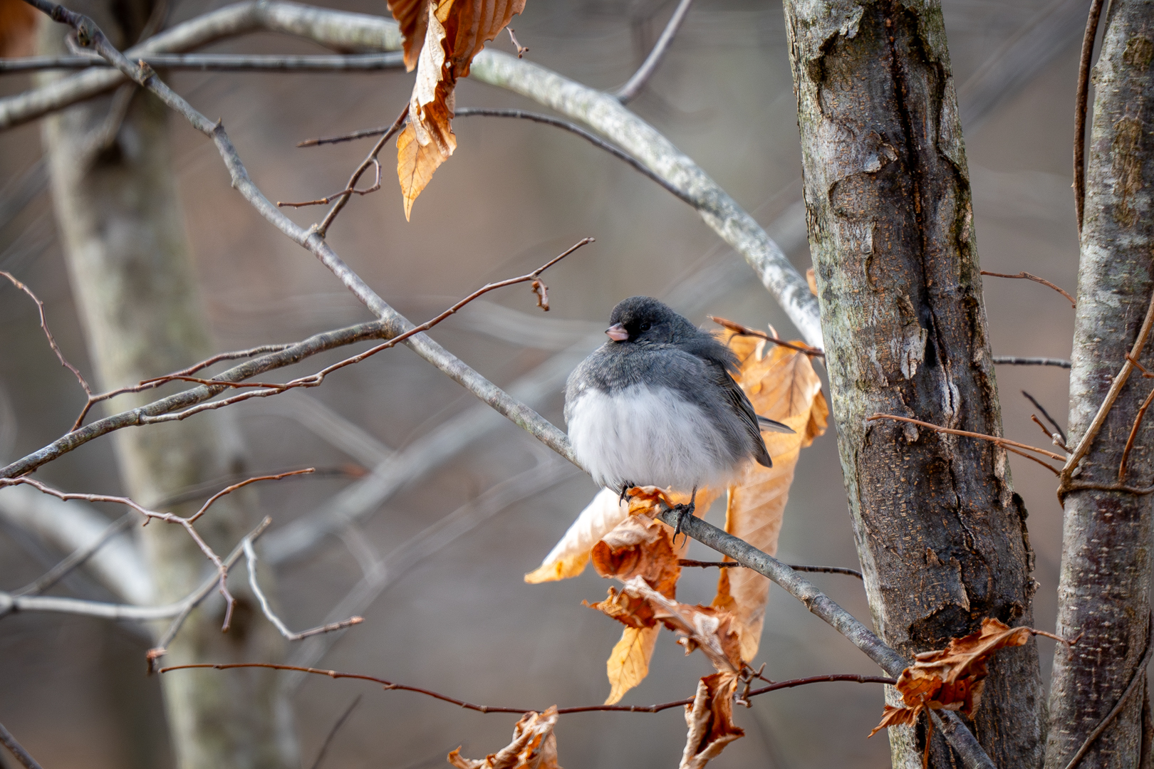 Dark-eyed Junco