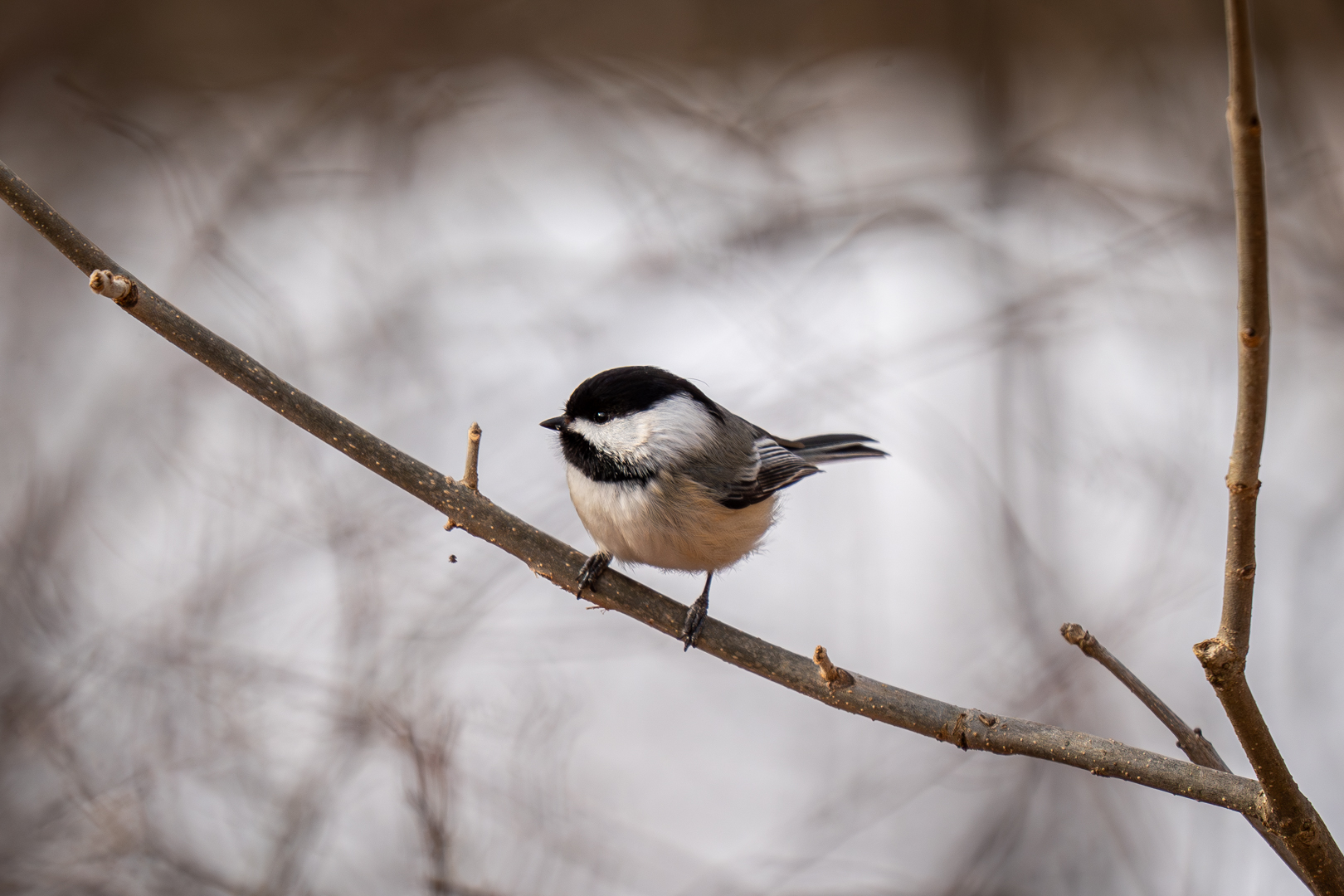 Black Capped Chickadee