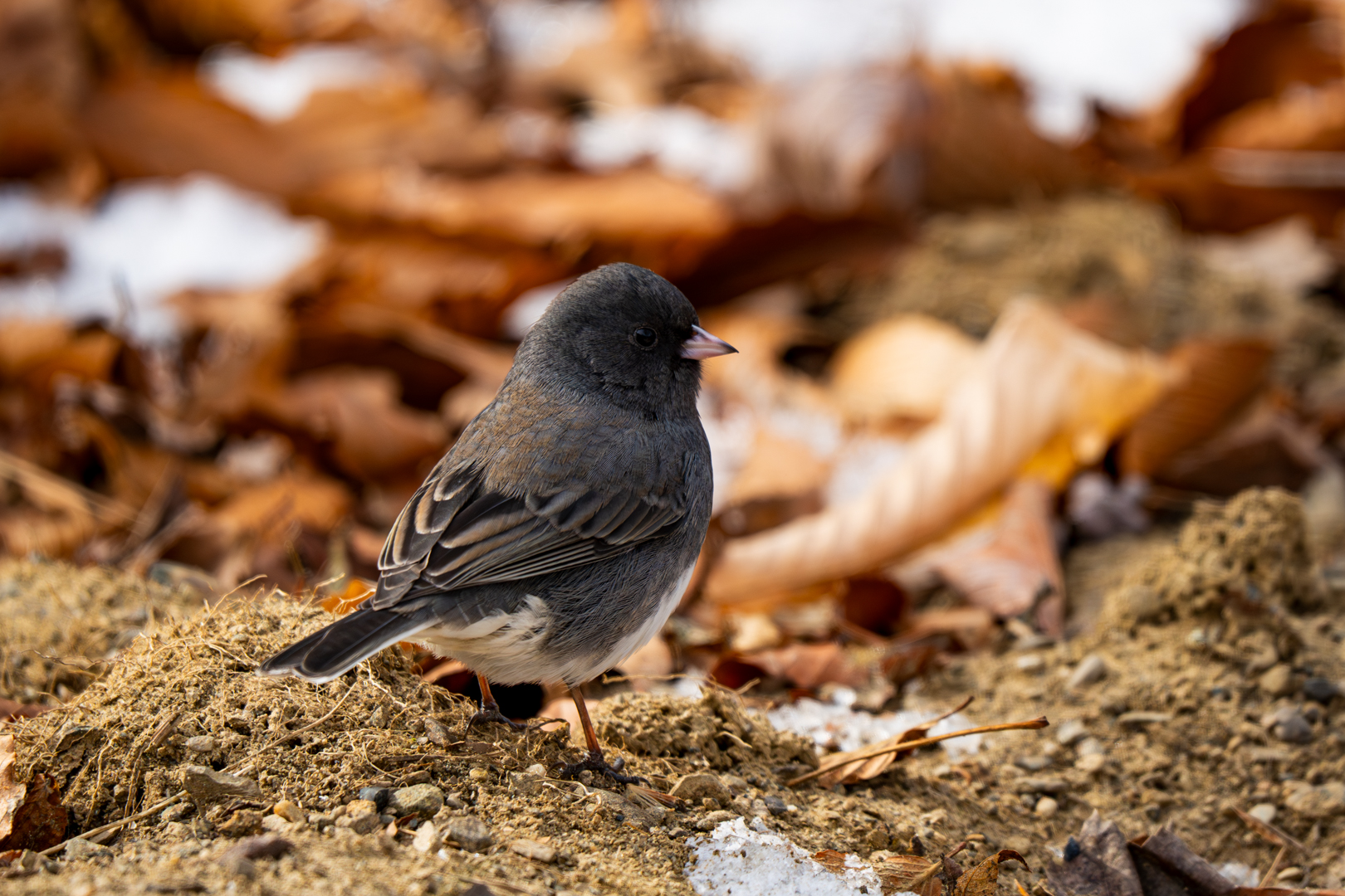 Dark-eyed Junco