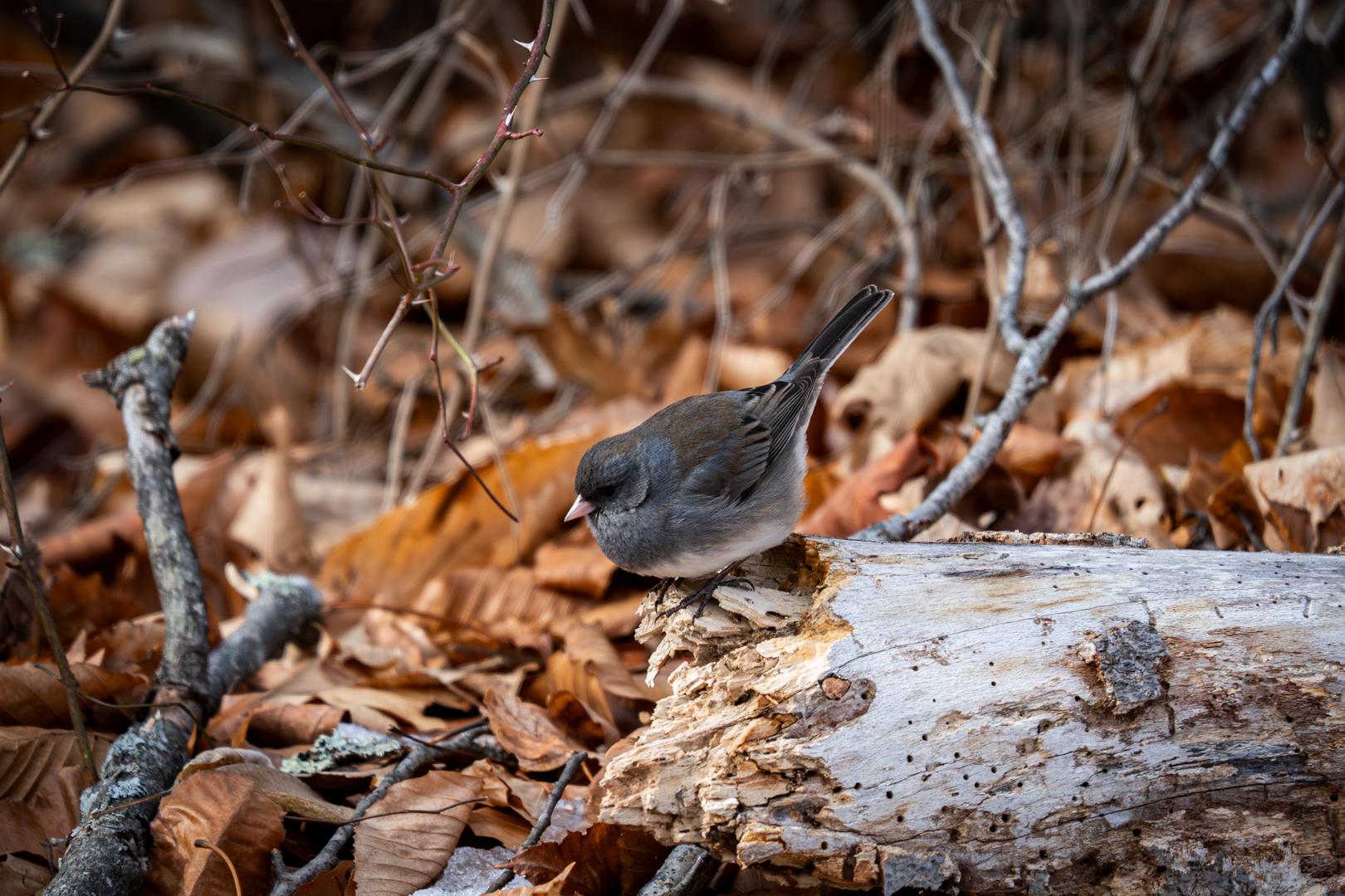 Dark-eyed Junco