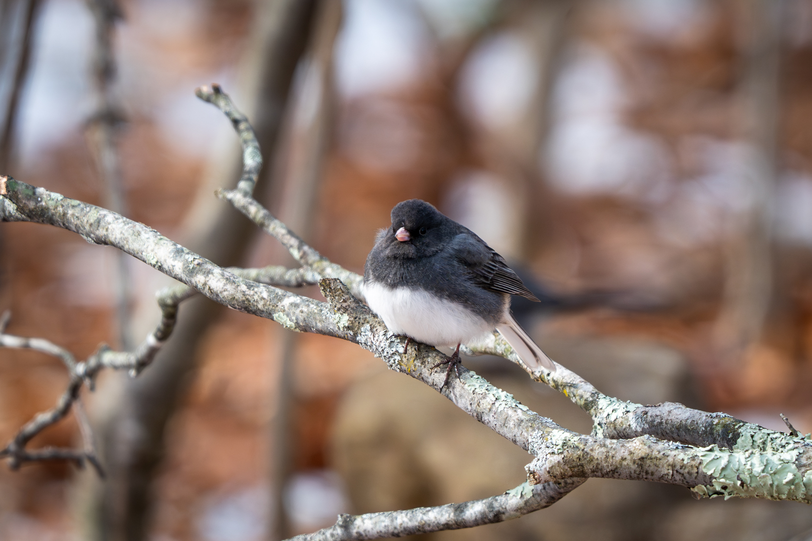 Dark-eyed Junco