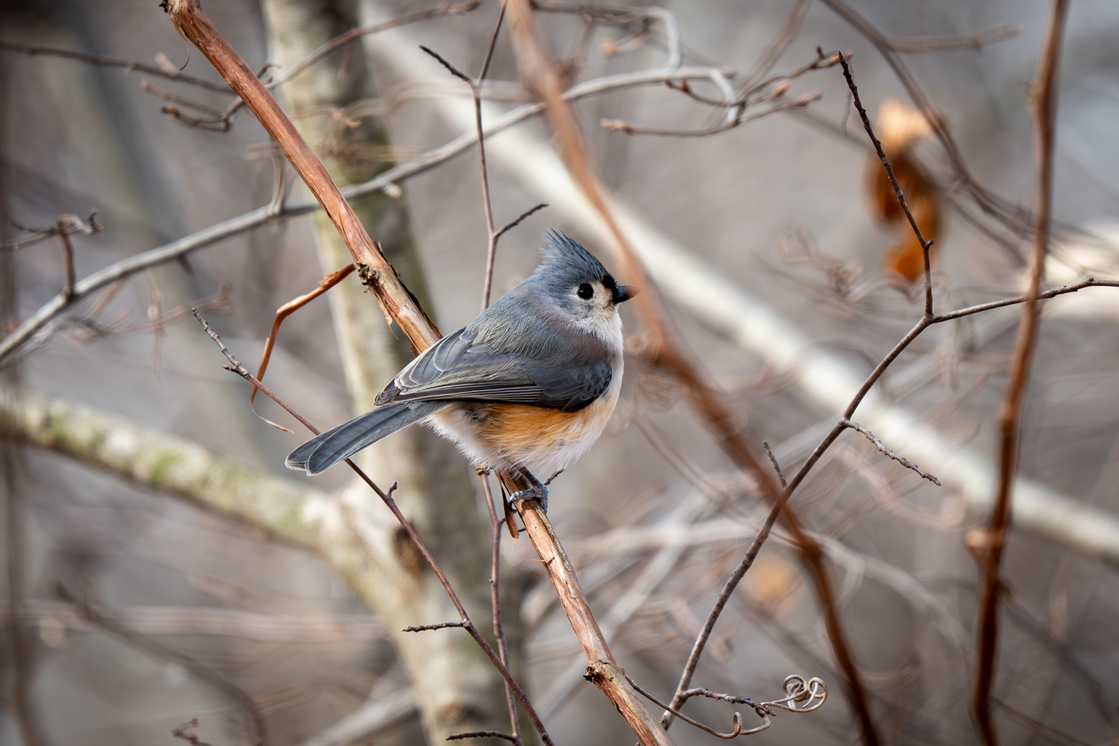 Tufted Titmouse