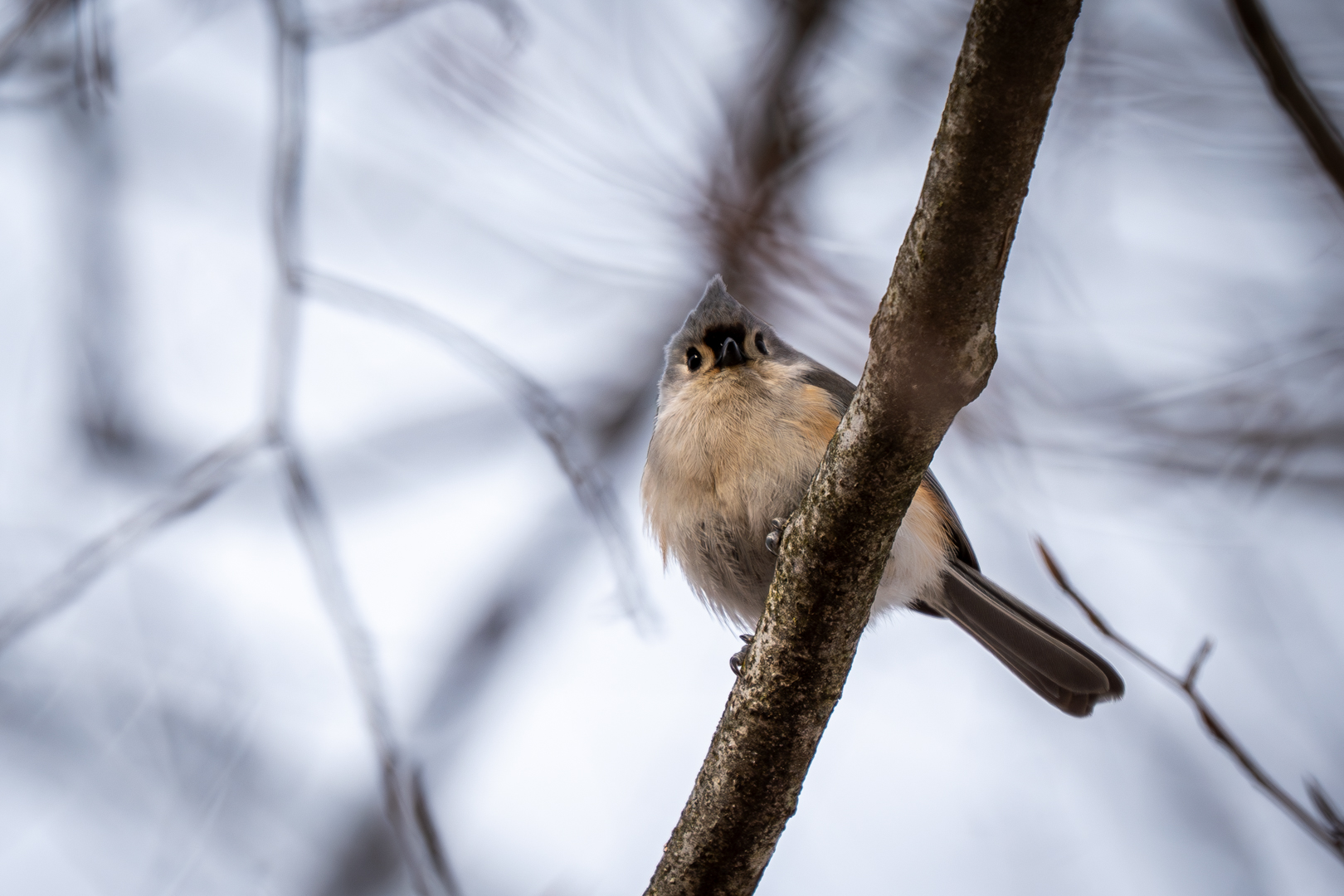 Tufted Titmouse