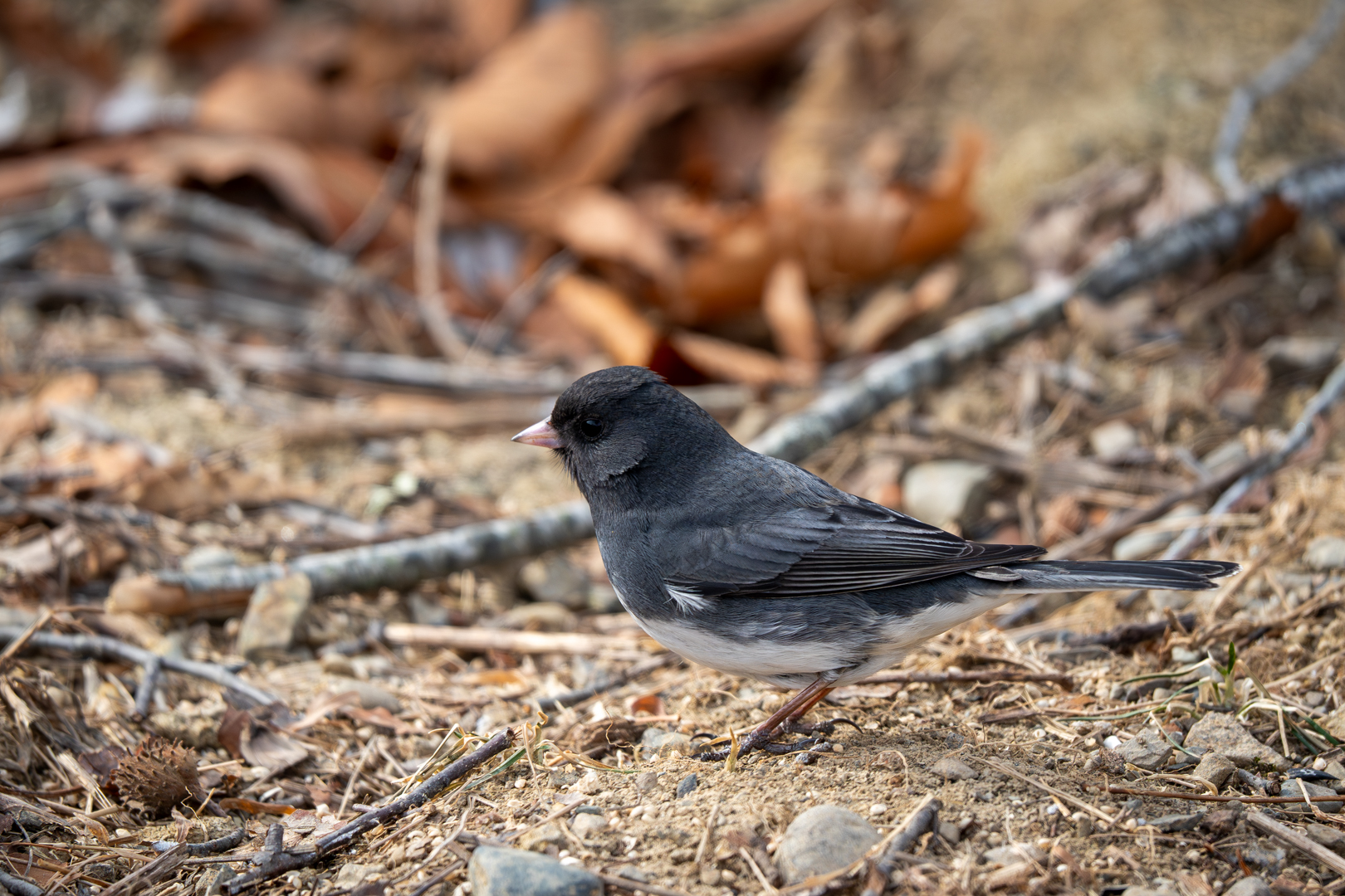 Dark-eyed Junco