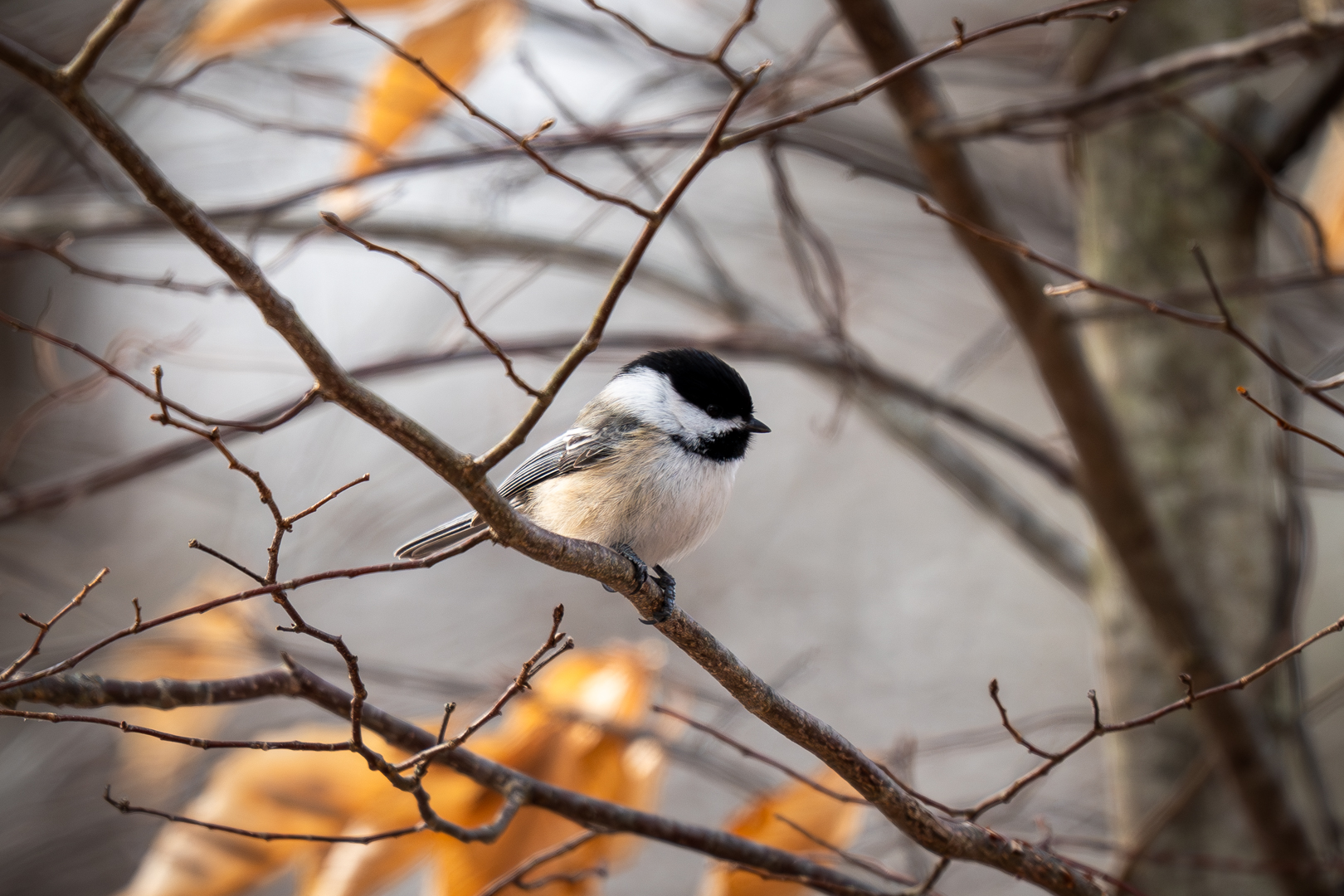 Black Capped Chickadee