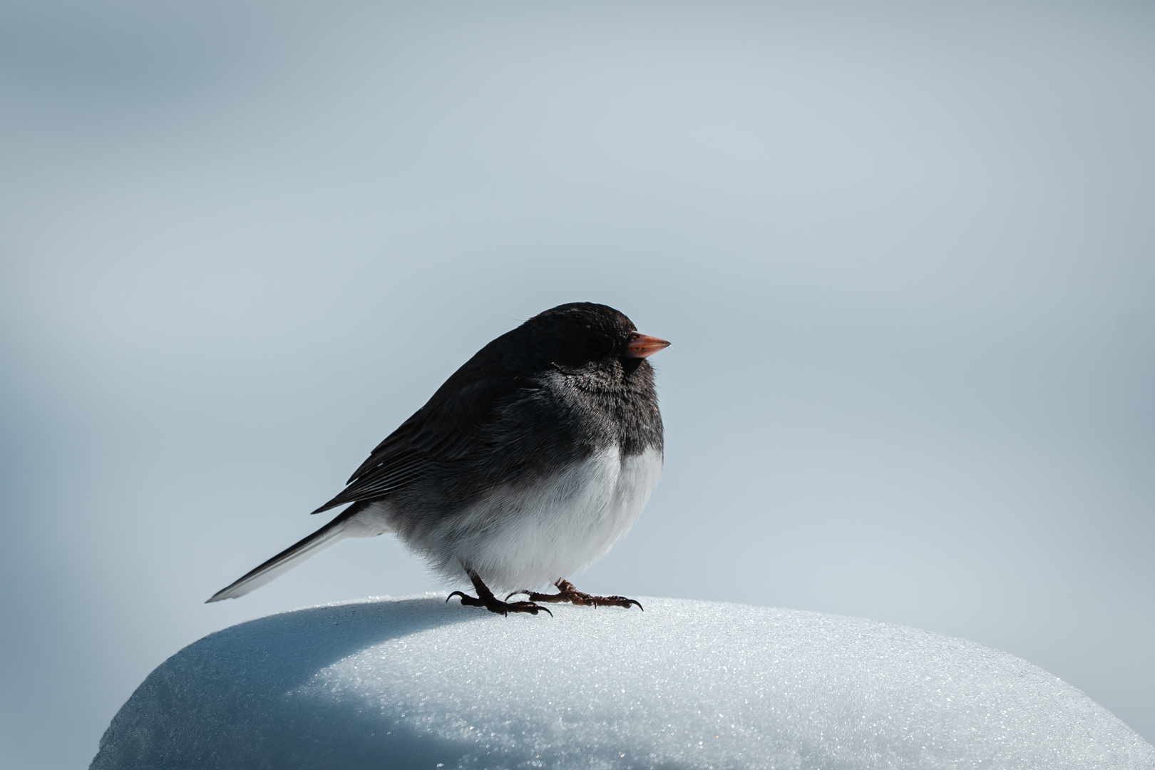 Dark-eyed Junco