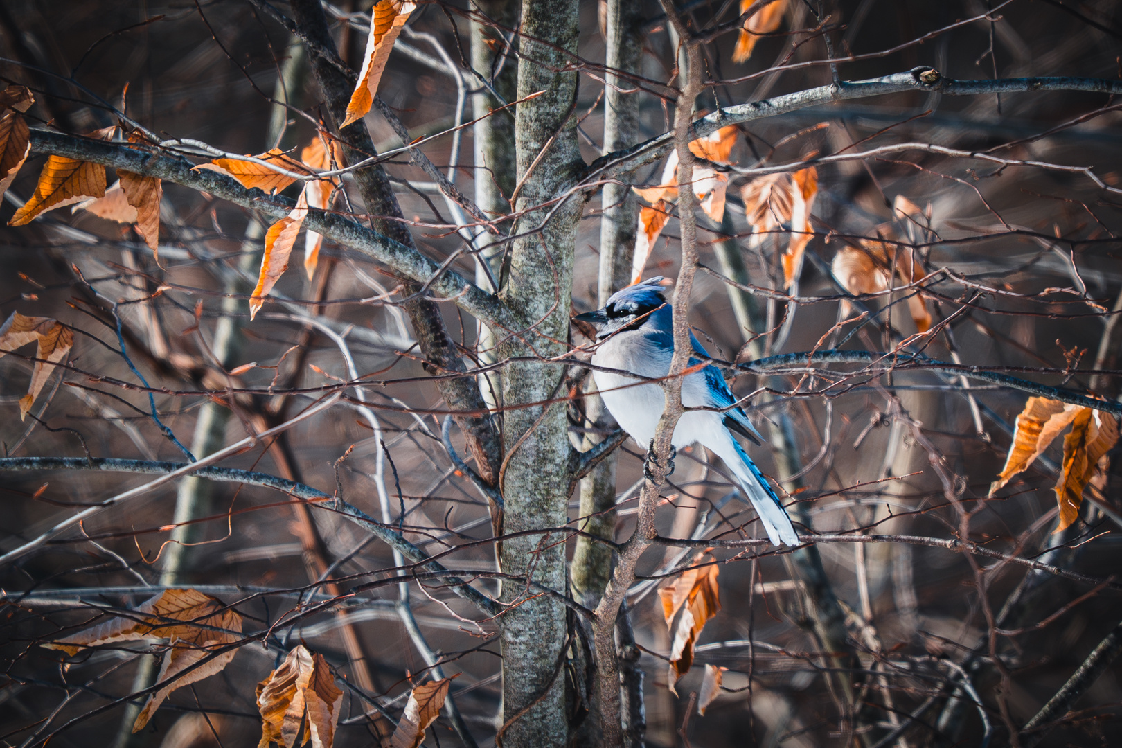 Blue Jay