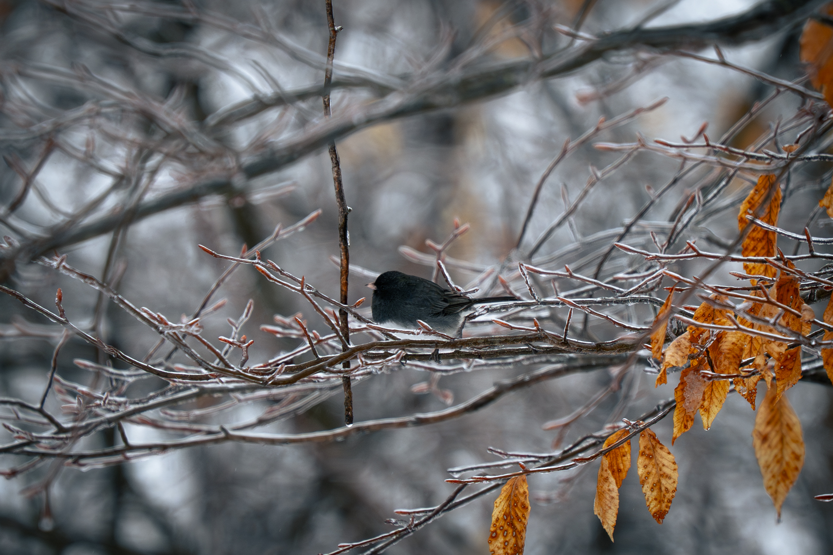 Dark-eyed Junco