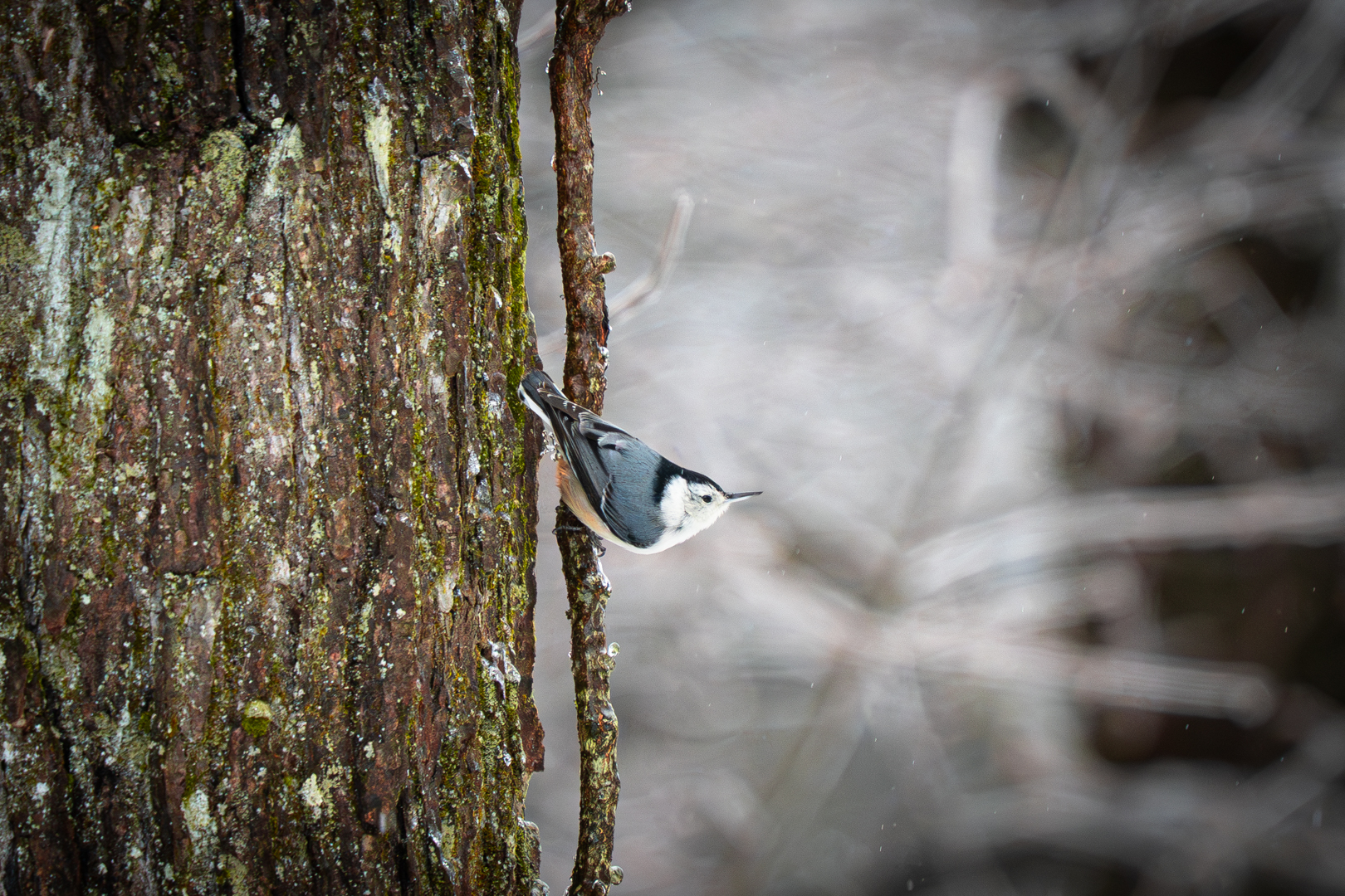 White-breasted Nuthatch