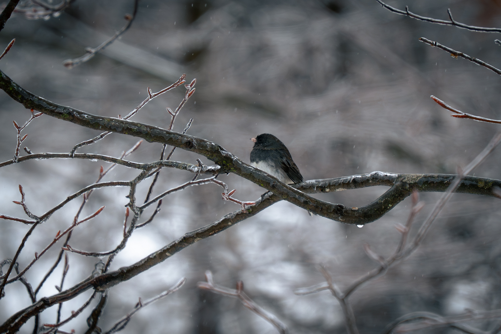 Dark-eyed Junco