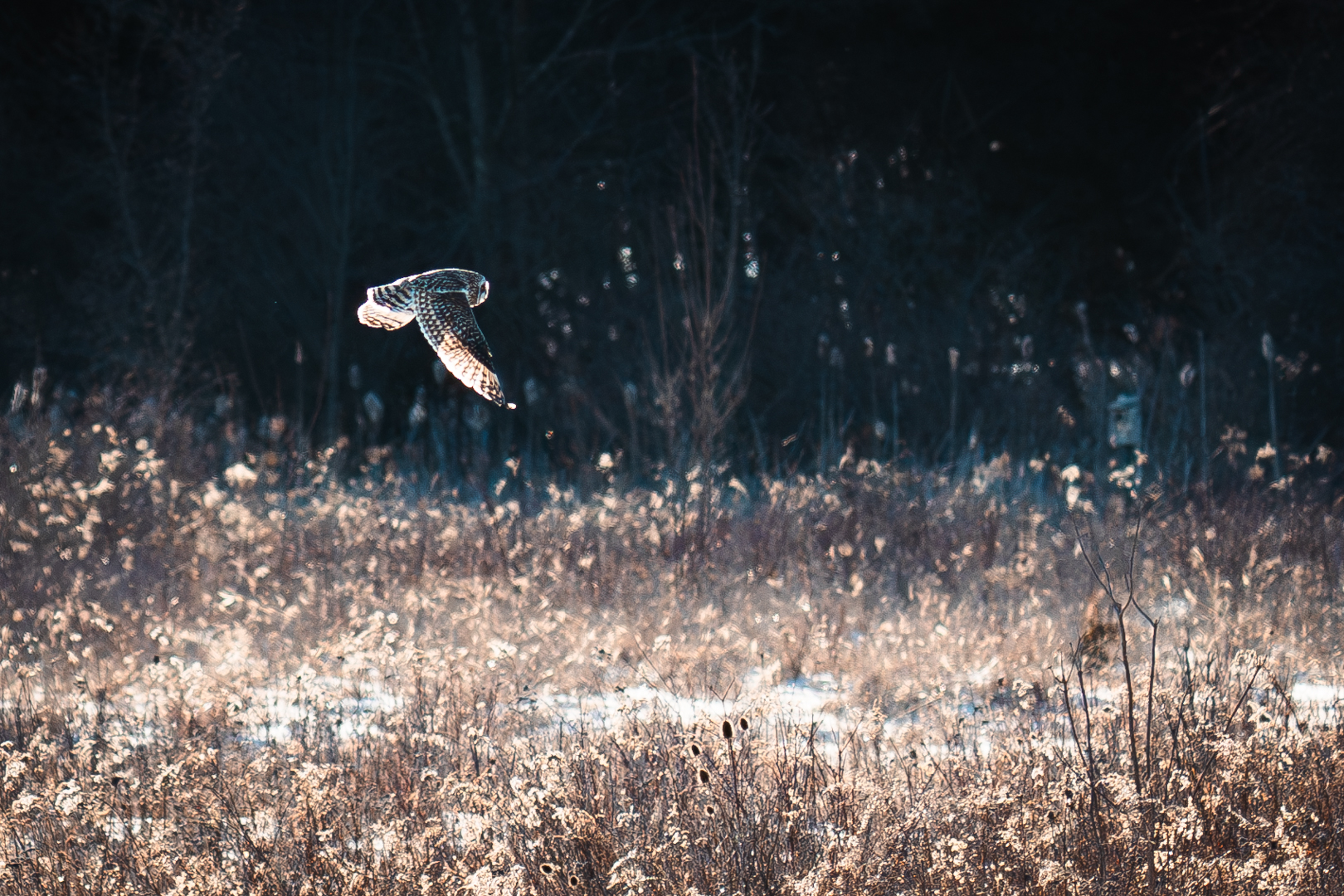 Short Eared Owl