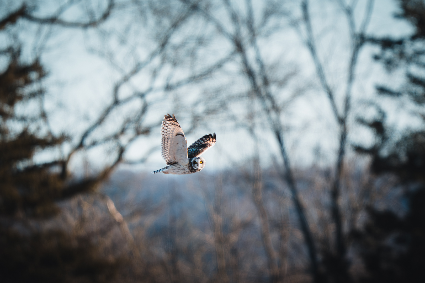 Short Eared Owl