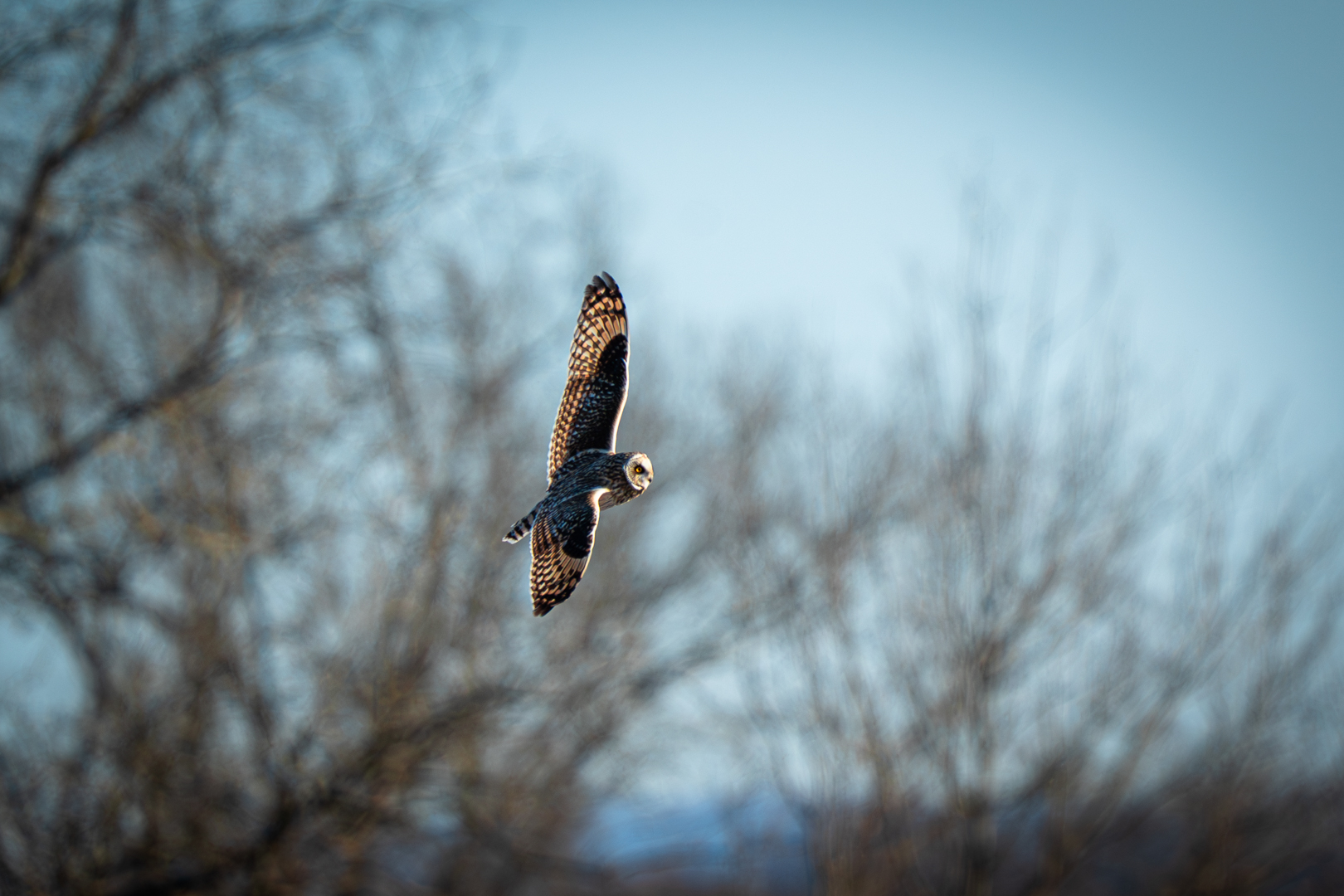 Short Eared Owl