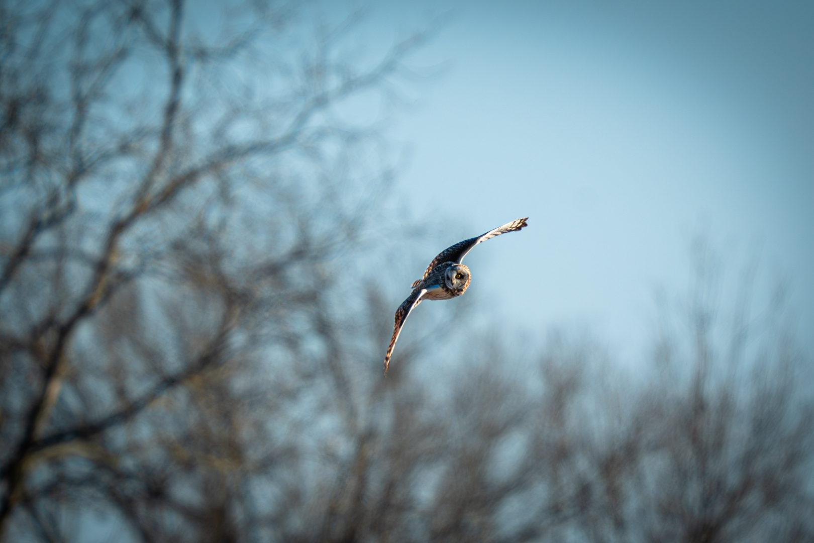 Short Eared Owl