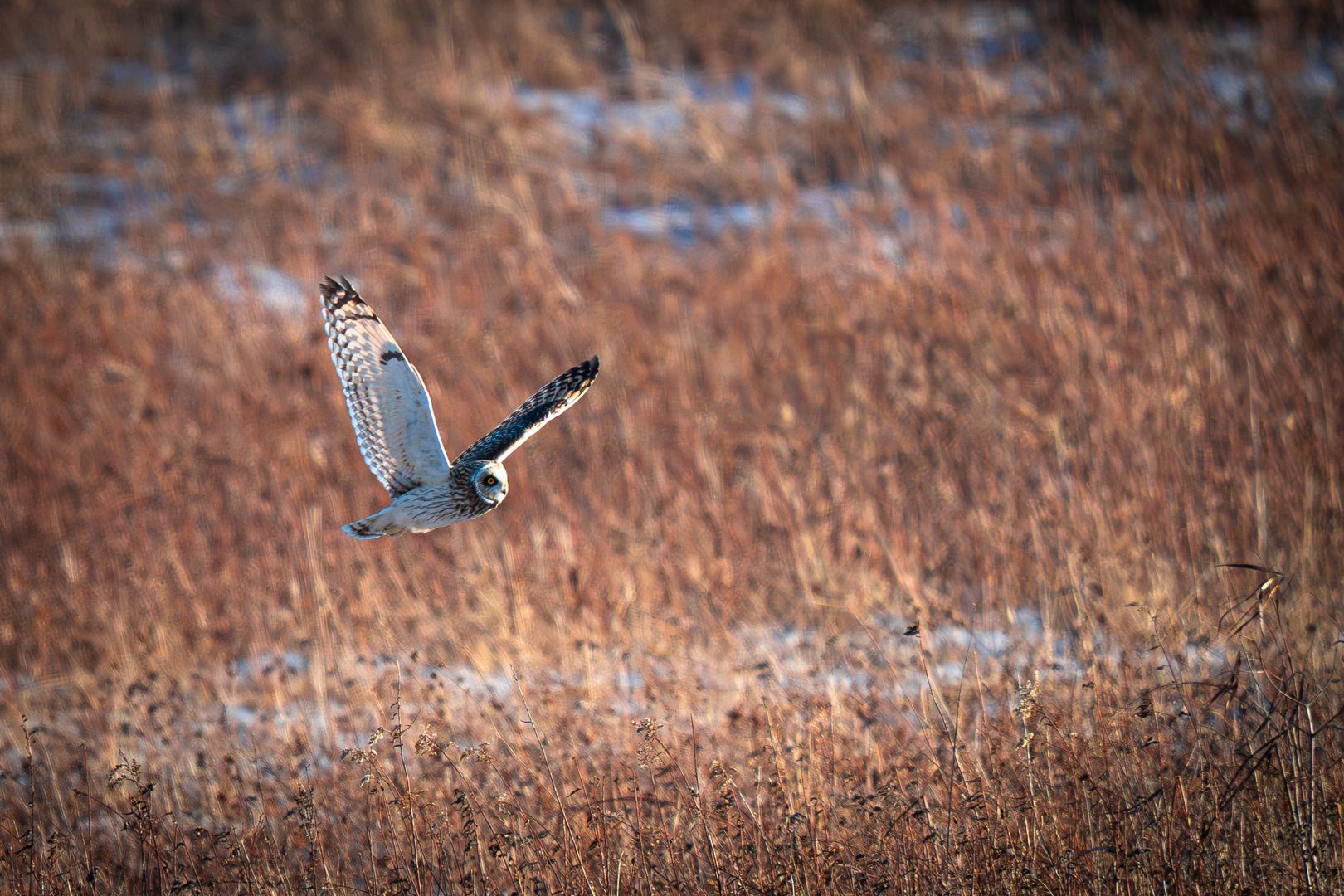 Short Eared Owl