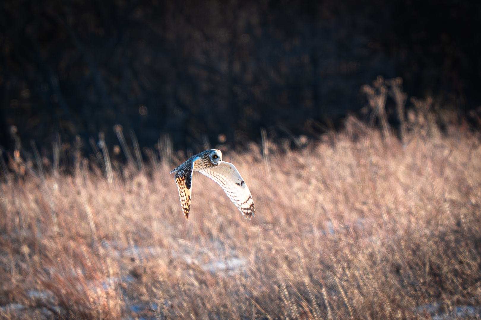 Short Eared Owl