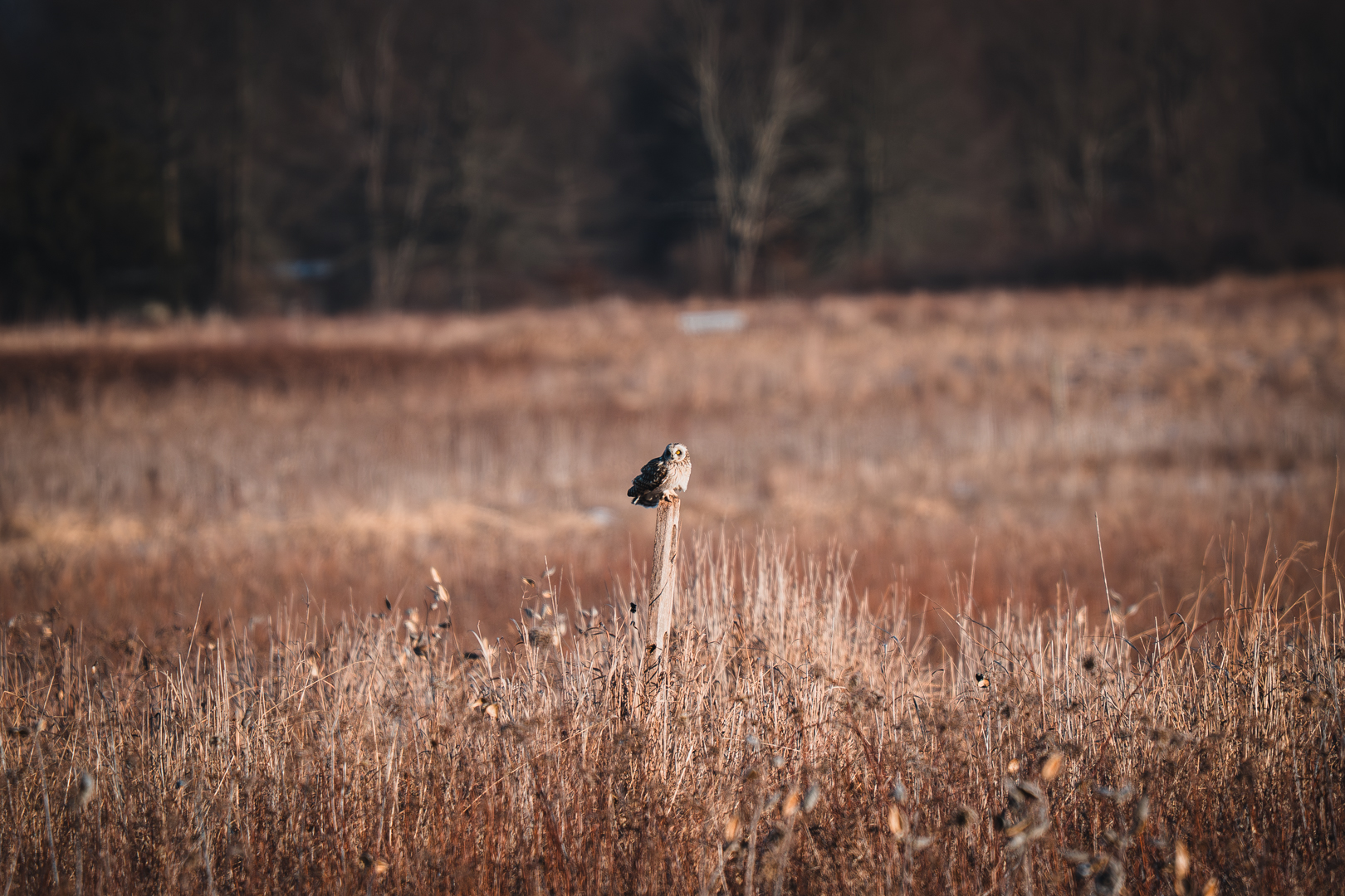 Short Eared Owl