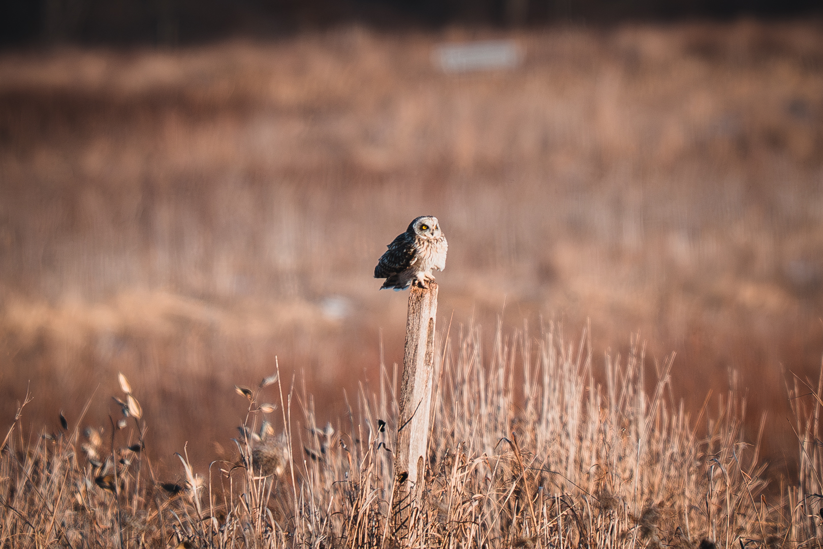 Short Eared Owl