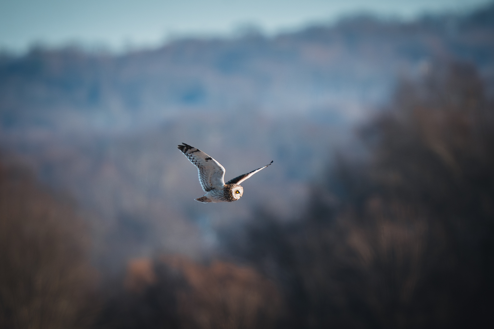 Short Eared Owl