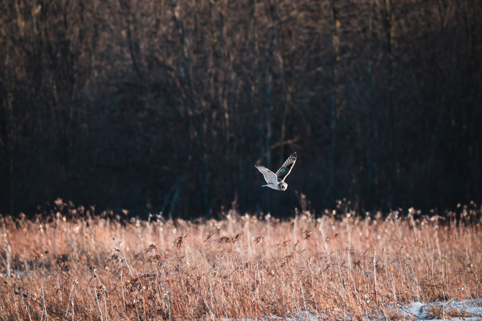 Short Eared Owl