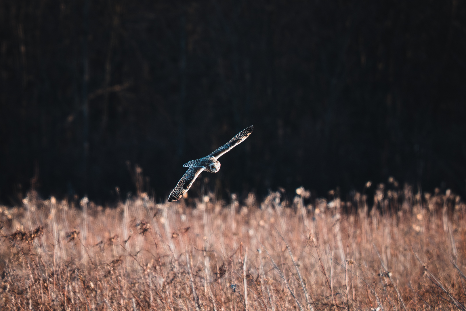 Short Eared Owl