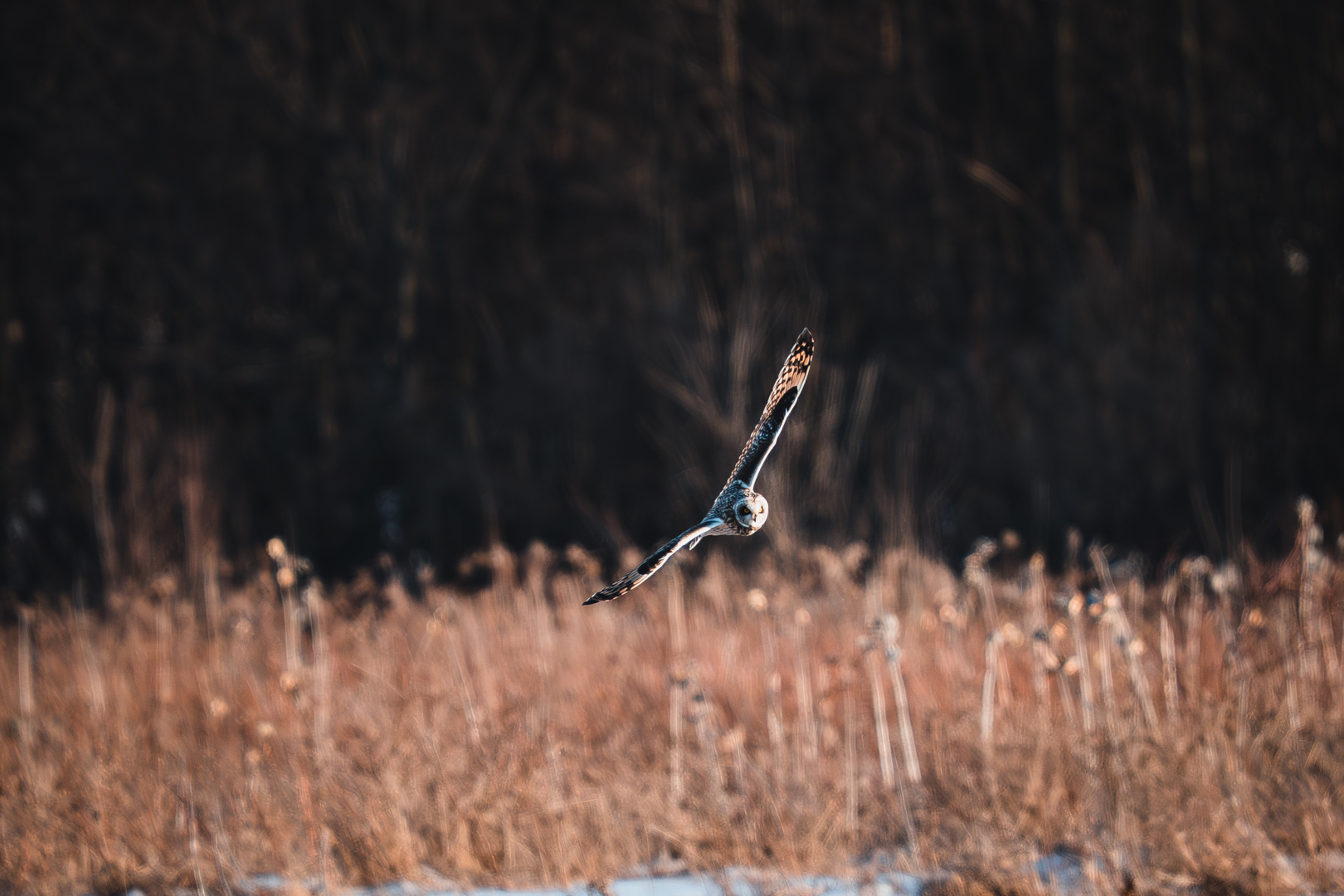 Short Eared Owl