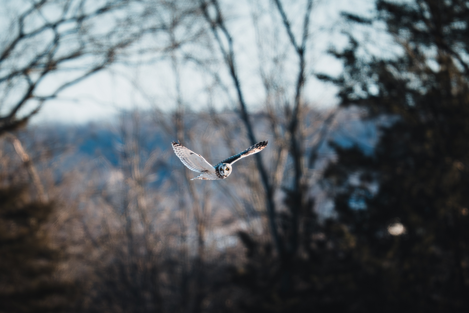 Short Eared Owl