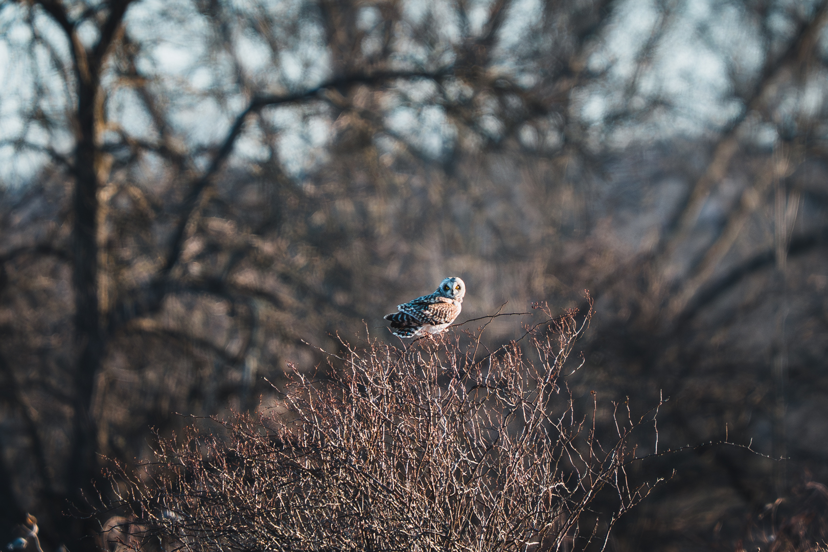 Short Eared Owl