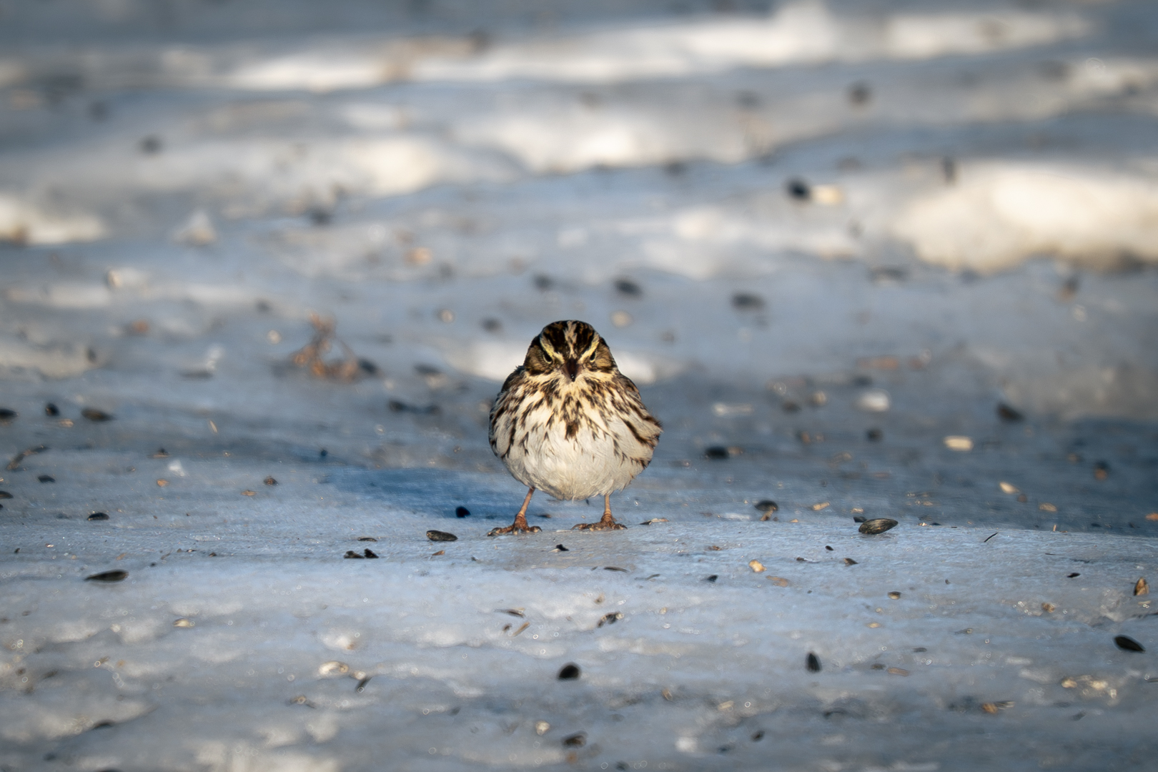 Song Sparrow