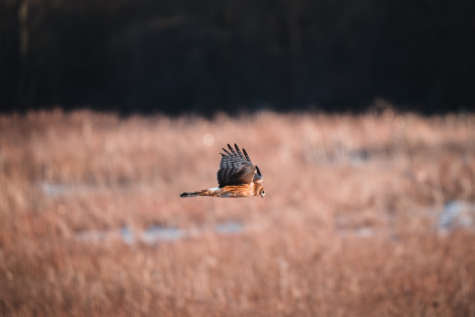 Northern Harrier