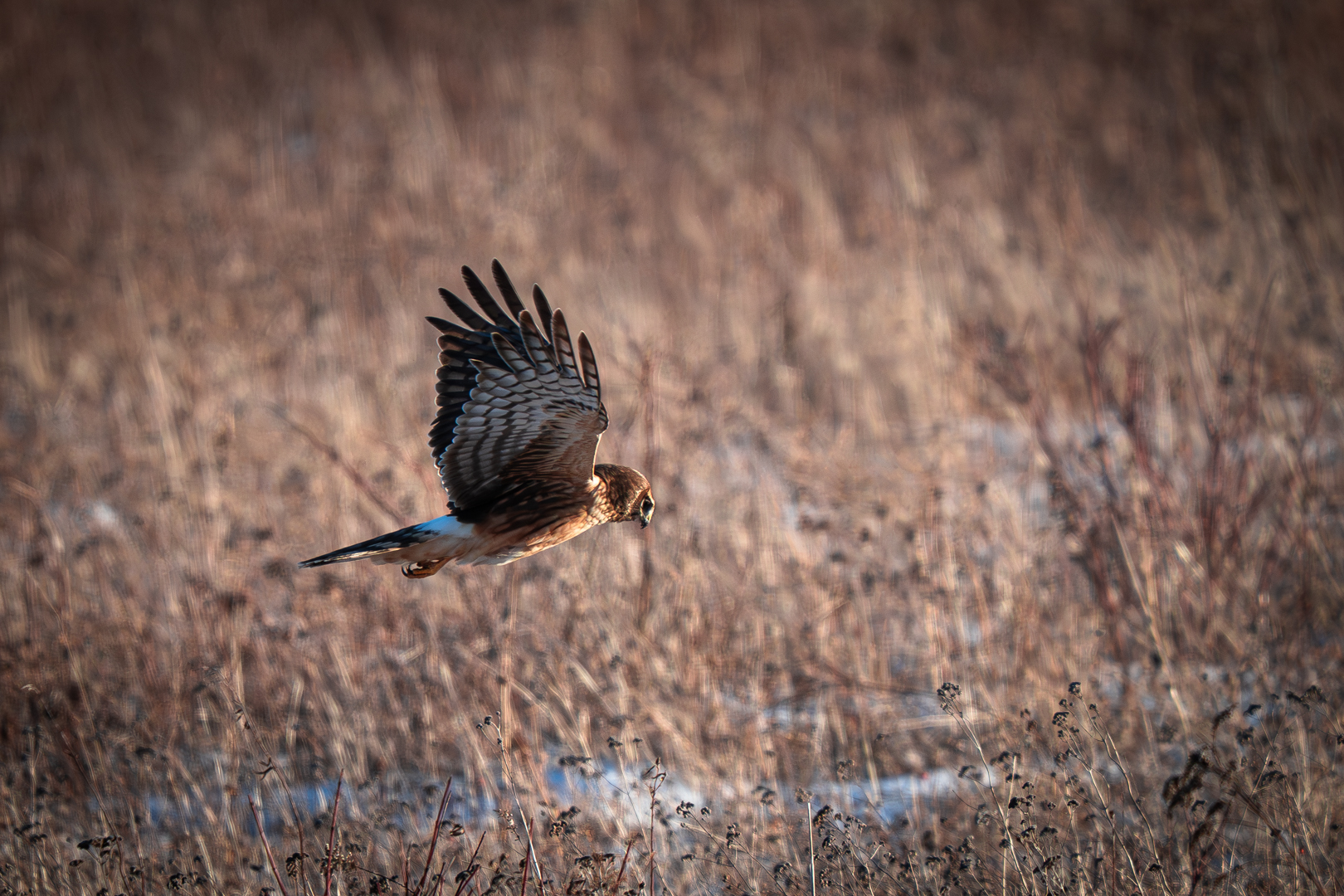 Northern Harrier