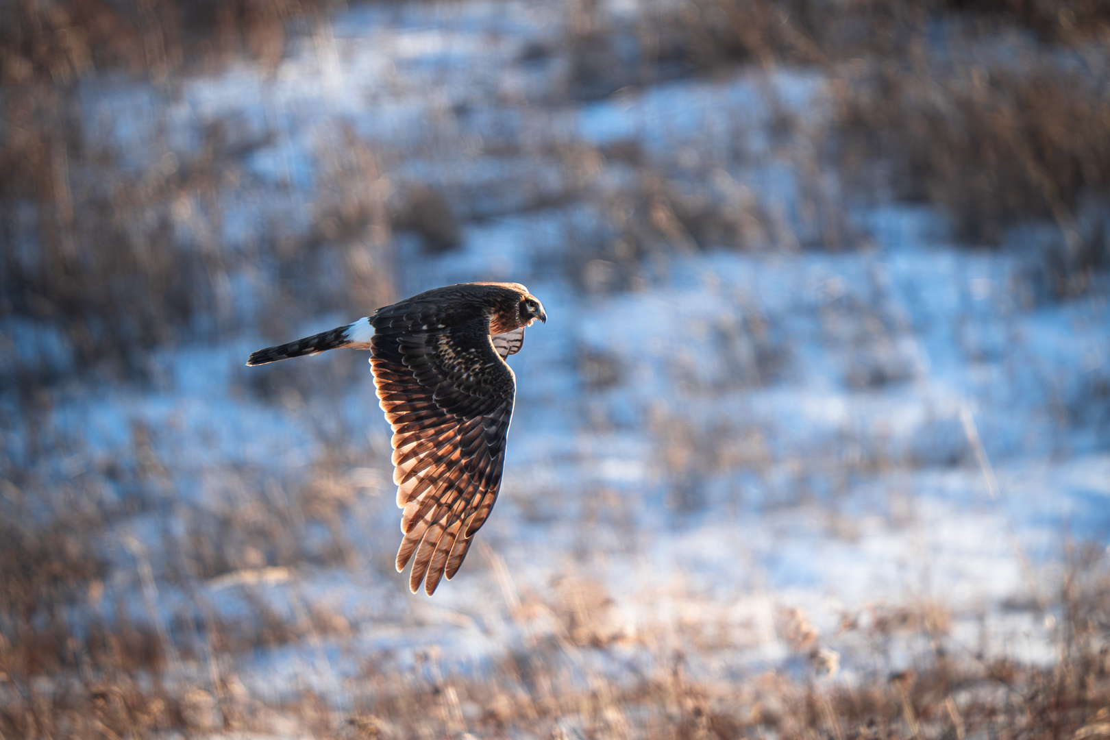 Northern Harrier