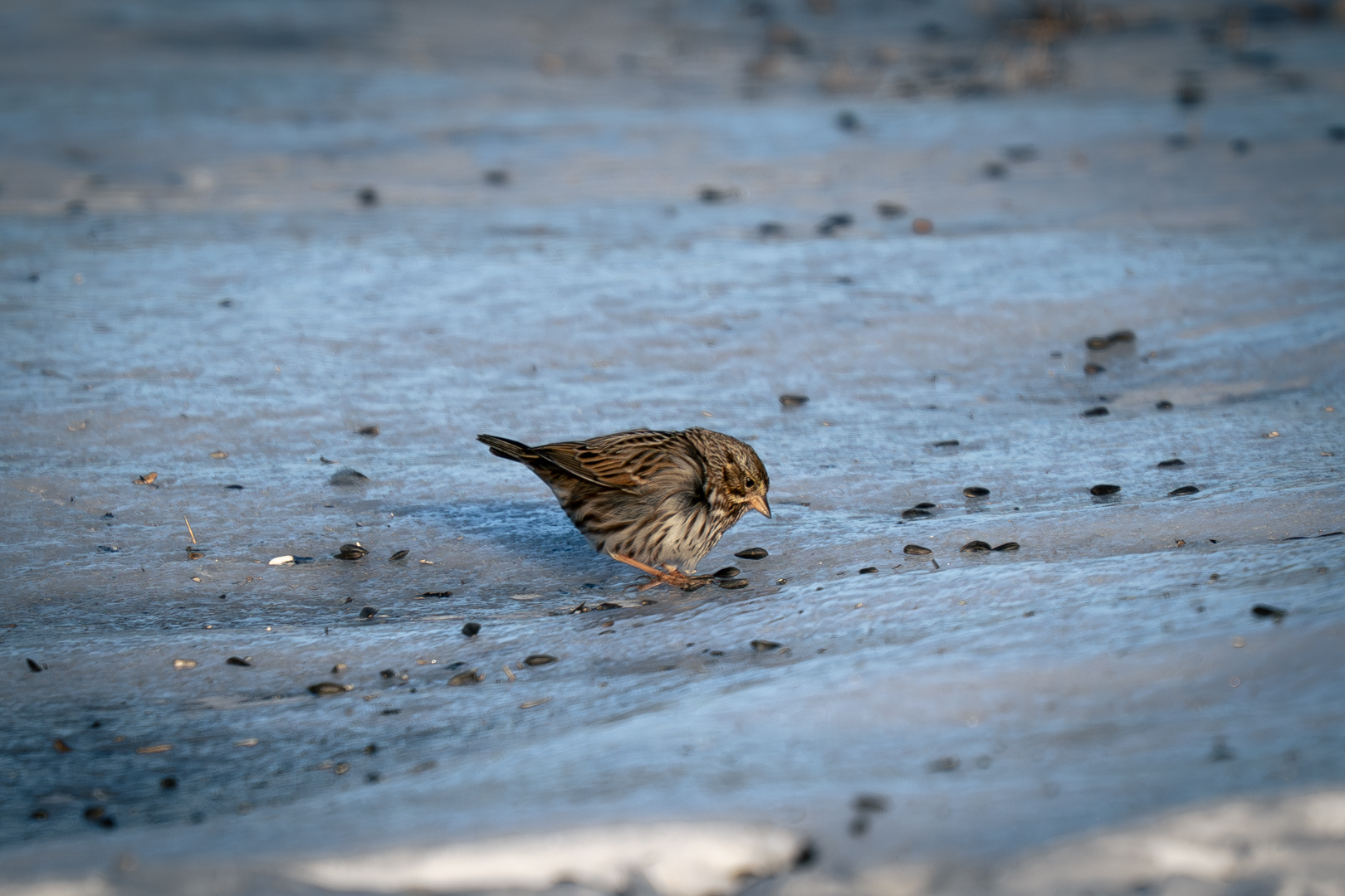 Song Sparrow