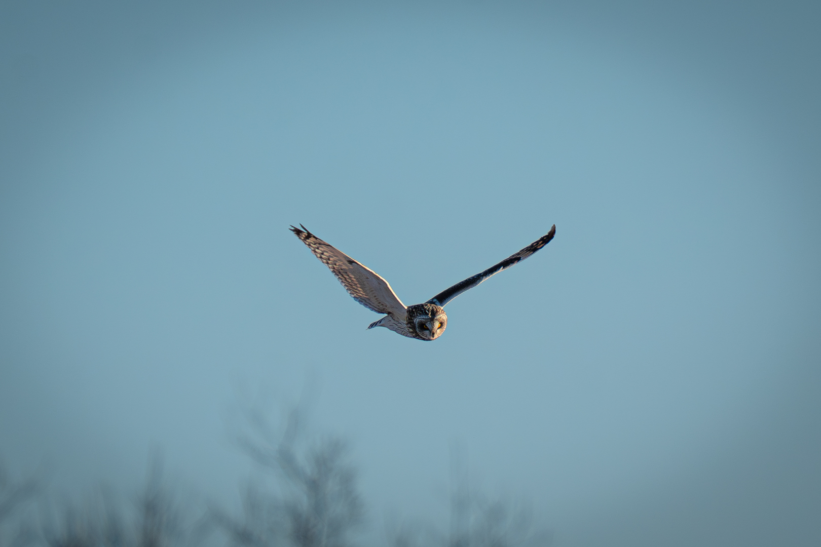 Short Eared Owl