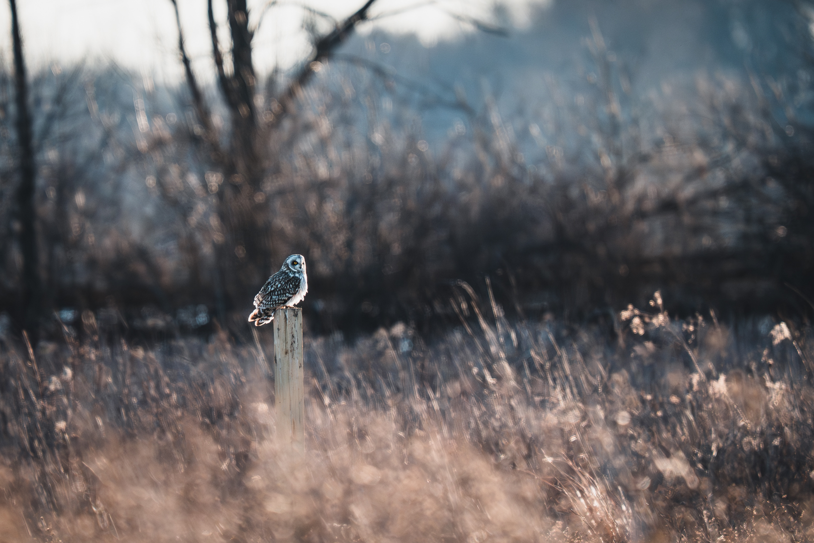 Short Eared Owl