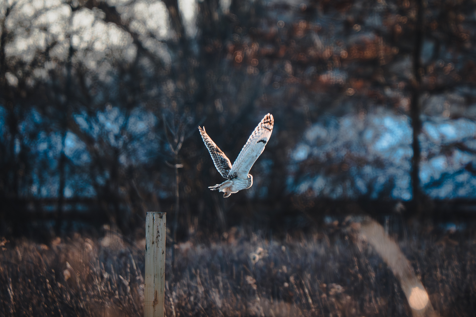 Short Eared Owl