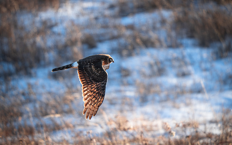 February Birds