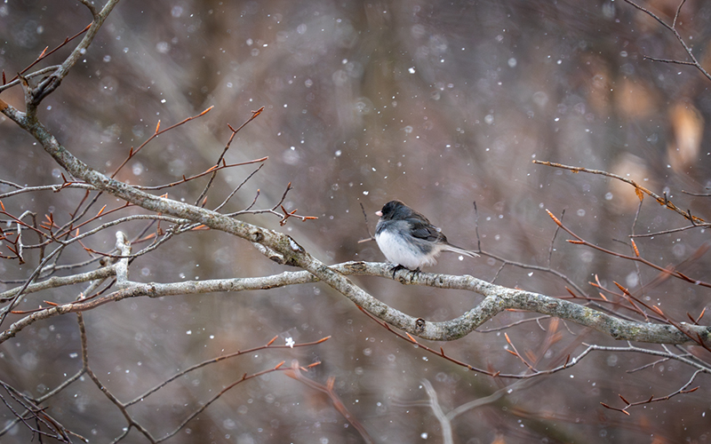 January Birds