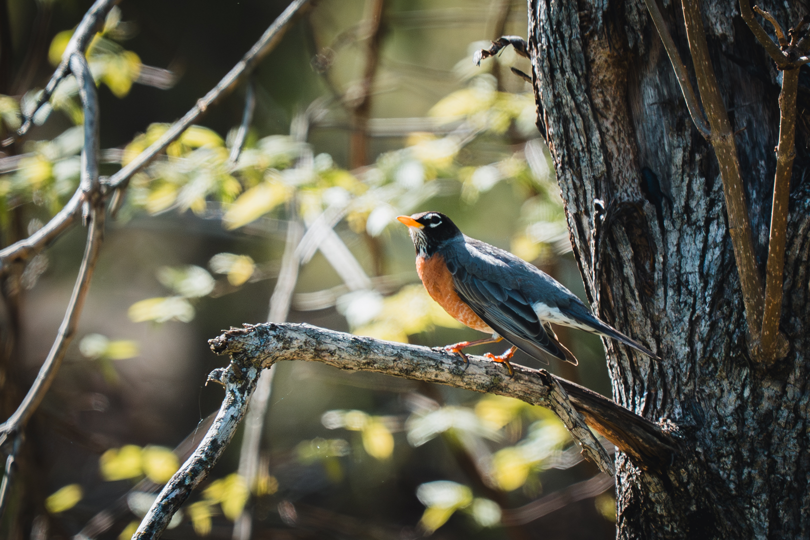 April Birds